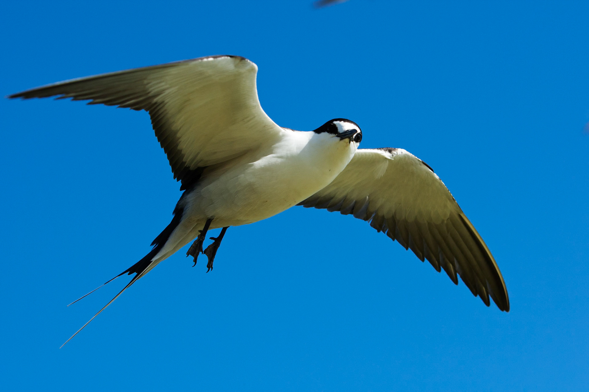 A sooty tern in flight above the sandunes at Blinkey's Beach, Lord Howe Island. This one got upset with me and dive bombed.