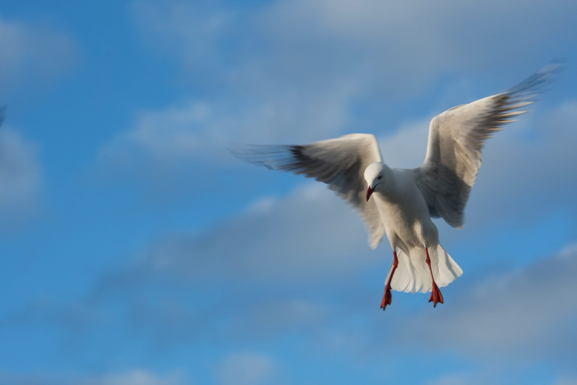 Silver gulls gathered for feeding, Kingscote, Kangaroo Island