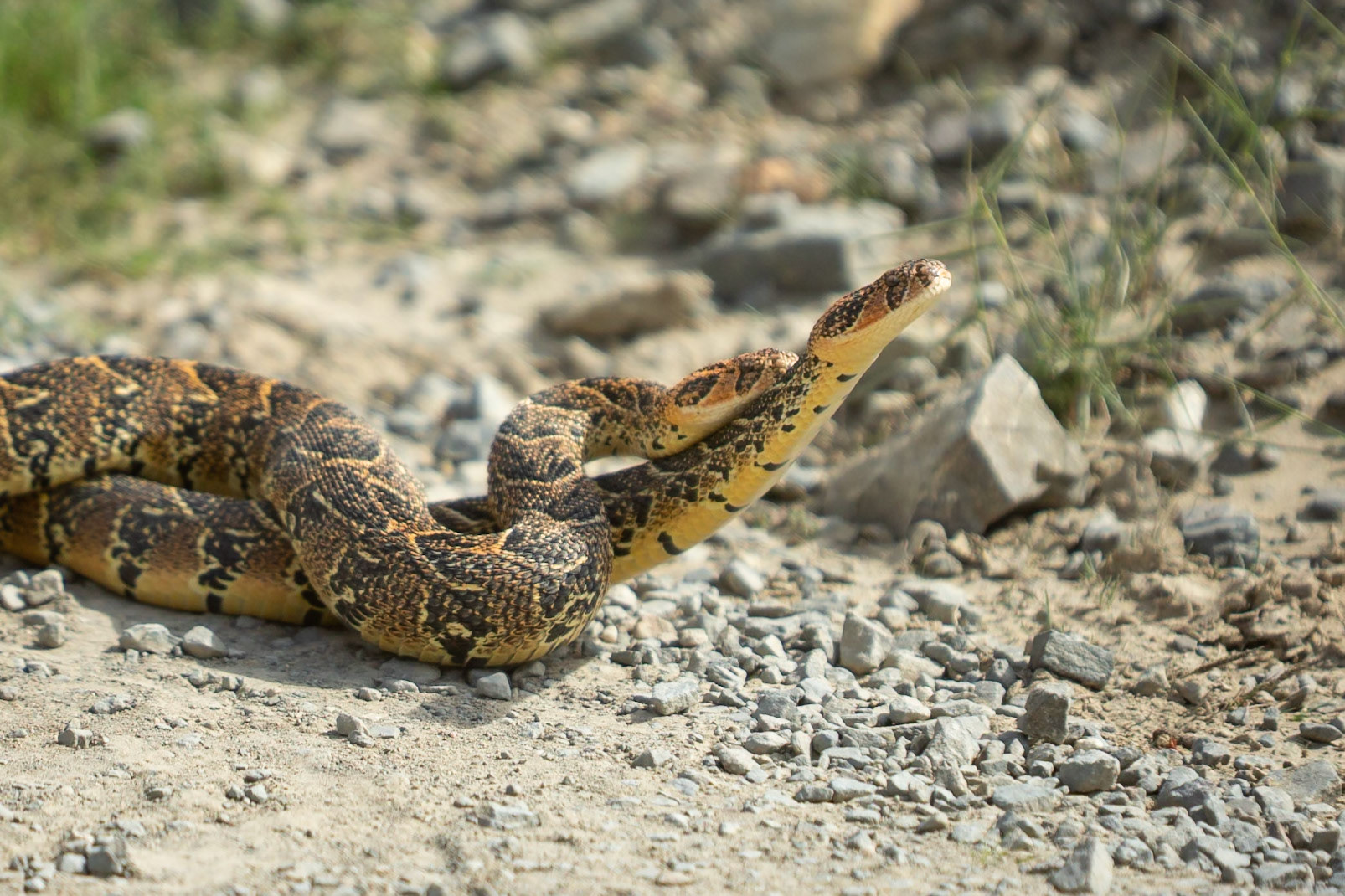 Two male puff adders fighting for mating rights (a test of strength), Koppie Alleen, De Hoop
