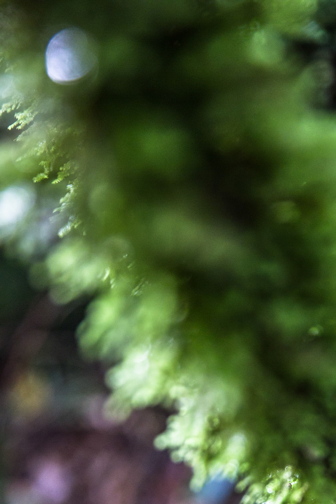 Old Coach Road, Tongariro, New Zealand