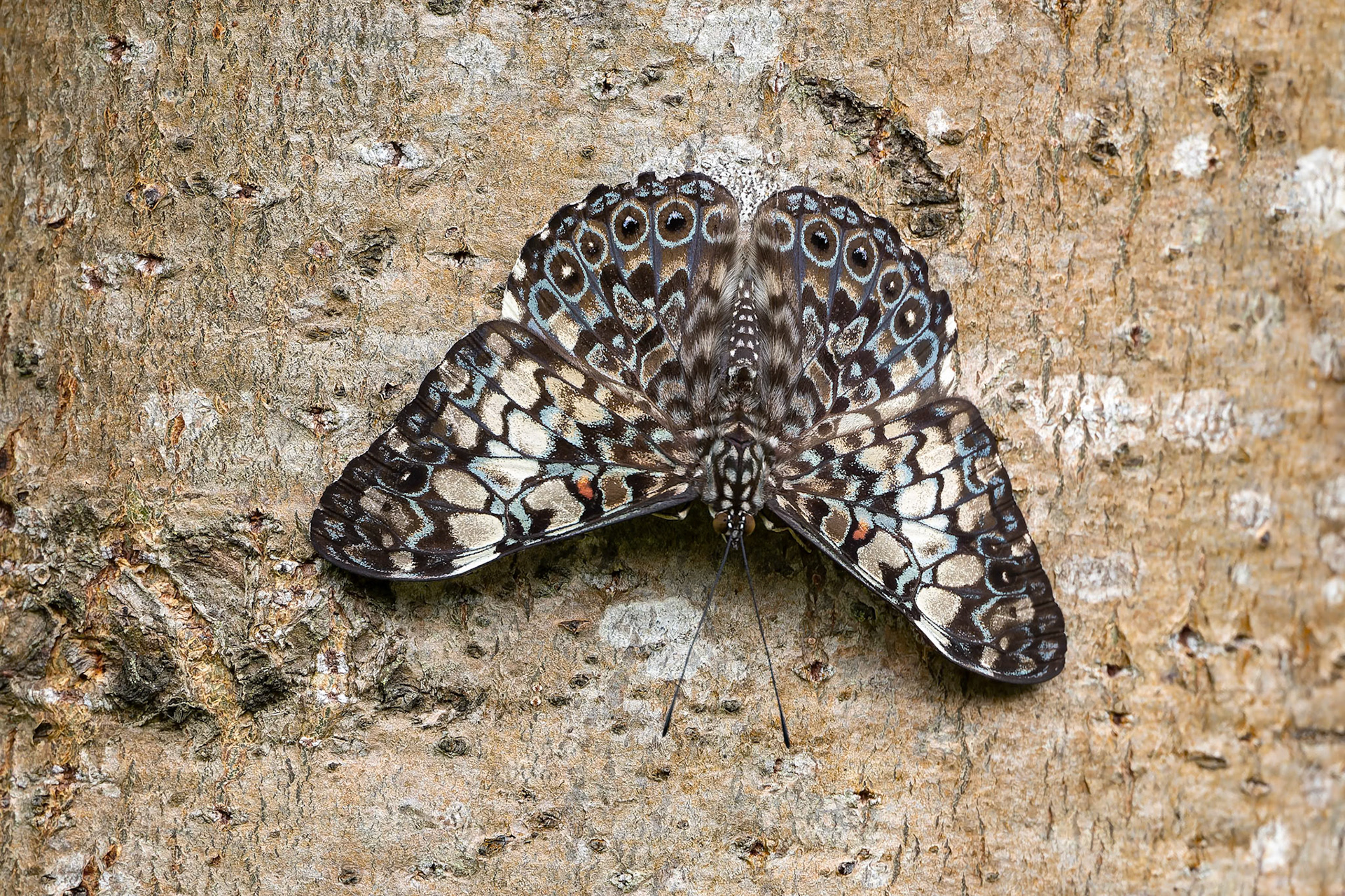 Butterfly, Urraca Lodge, Jorupe National Park, Ecuador