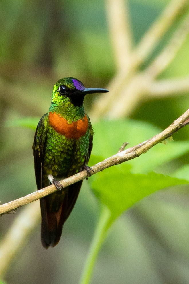 Gould's jewelfront, Amazonia Lodge, Manu National Park,  Peru