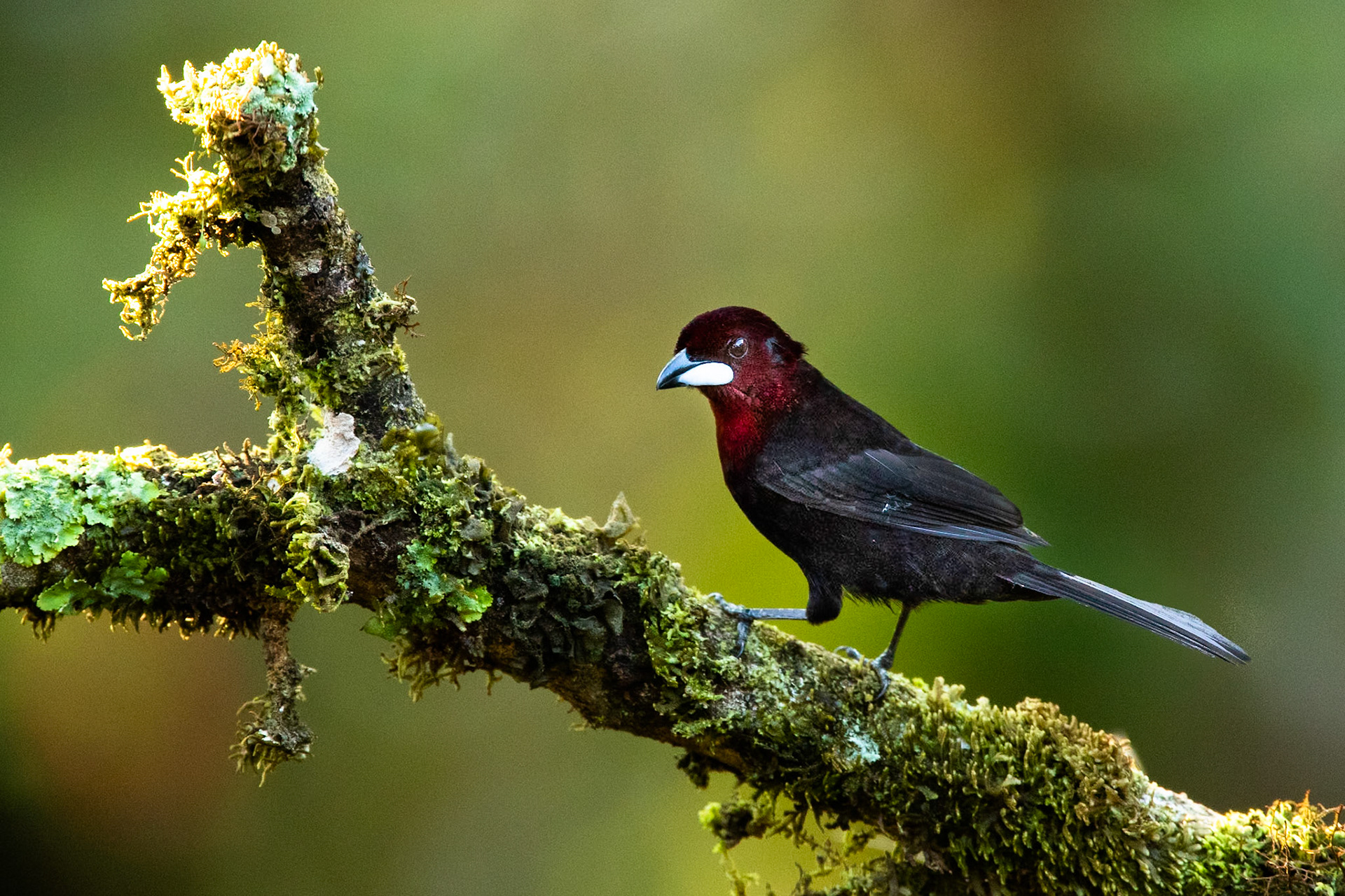Silver-beaked tanager, Cock of the Rock lodge, Manu road, Peru
