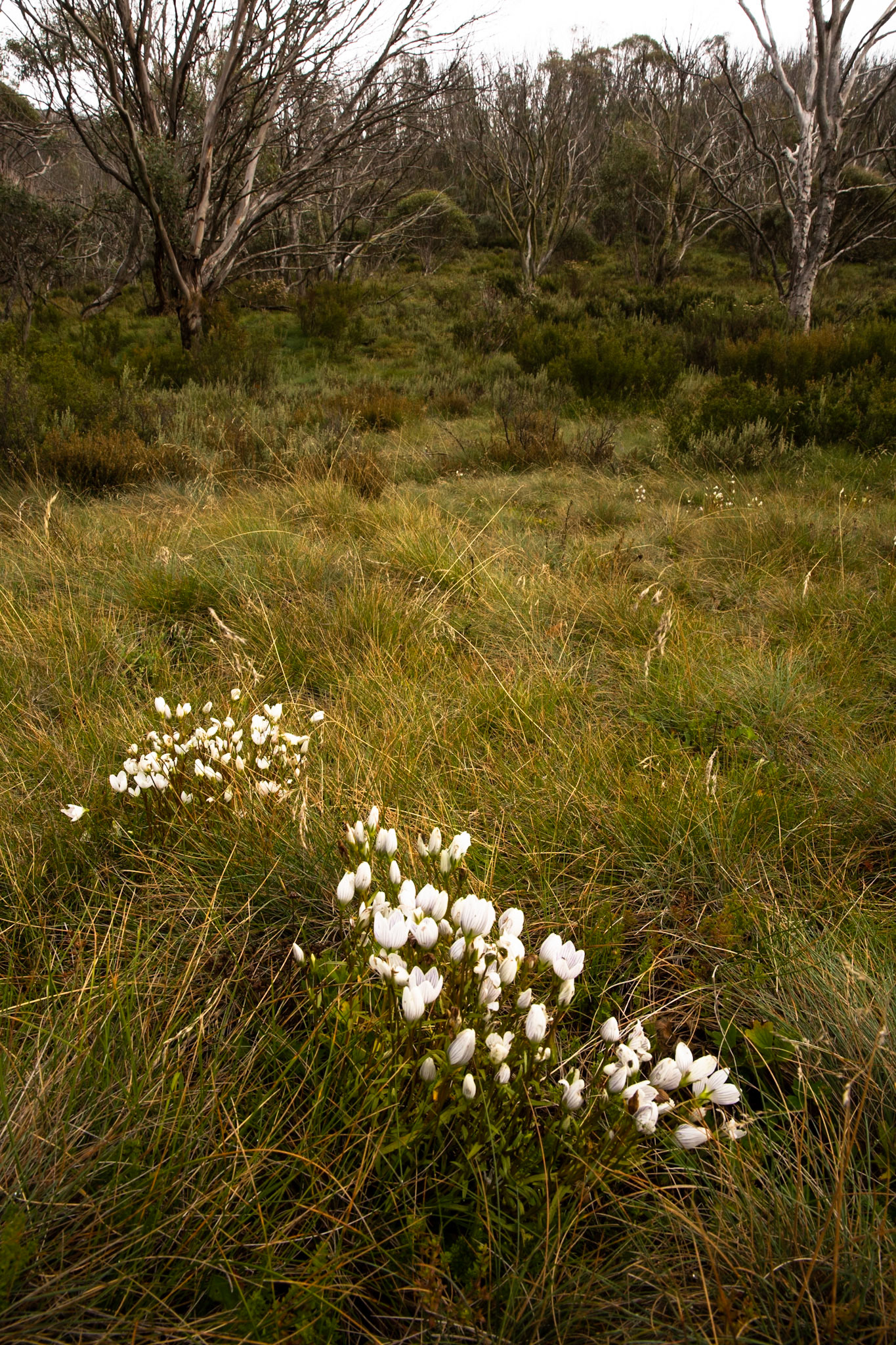 Thredbo to the cablecar and return, Mount Kosciuszko National Park, Snowy Mountains, New South Wales