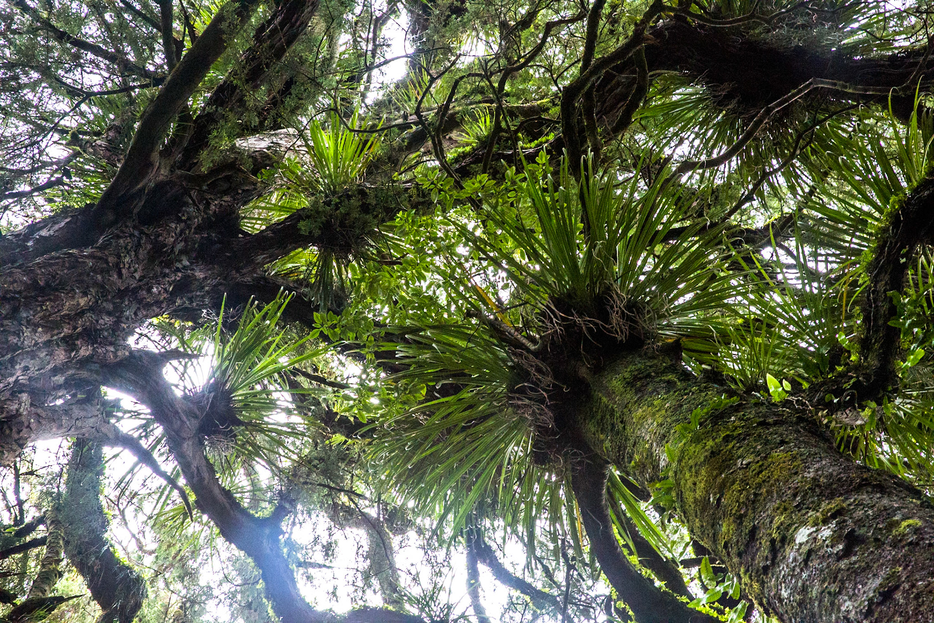 Rotopounamu lake, Tongariro, New Zealand