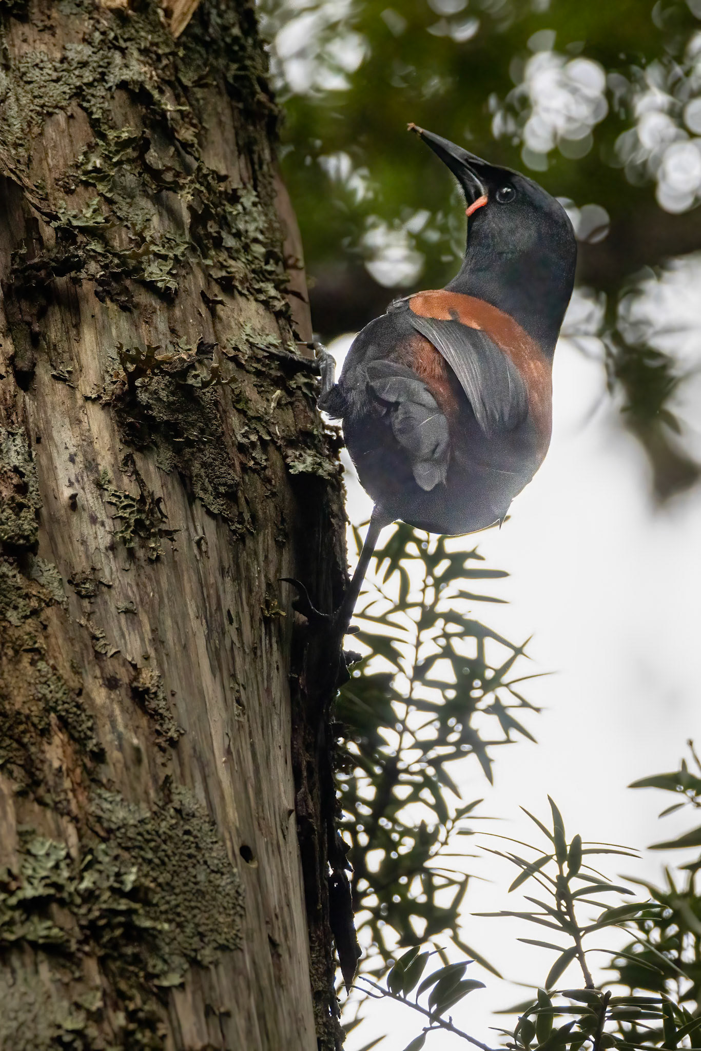 South Island saddleback, Ulva Island, New Zealand