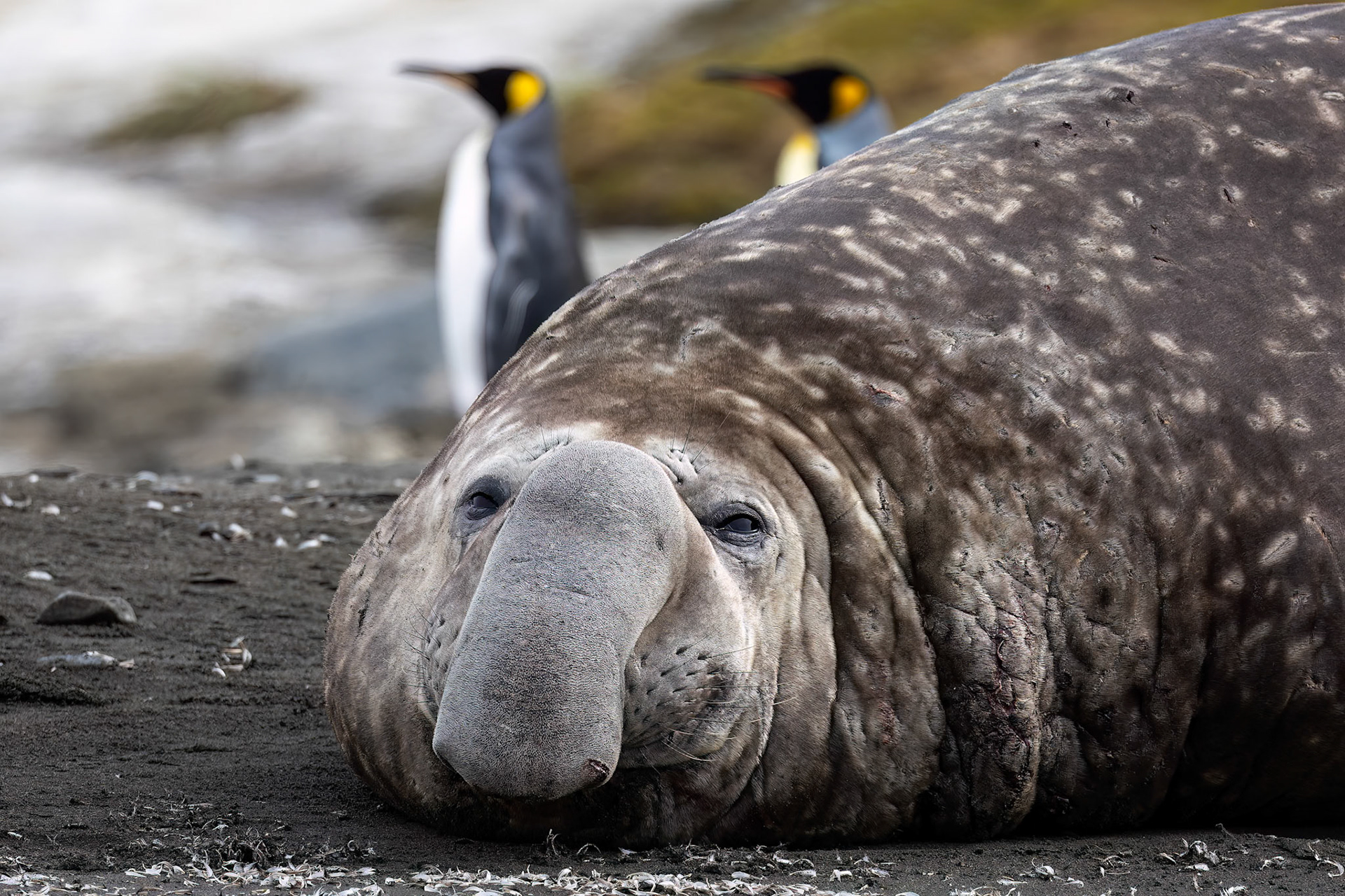 Elephant seal, St Andrew's Bay, South Georgia