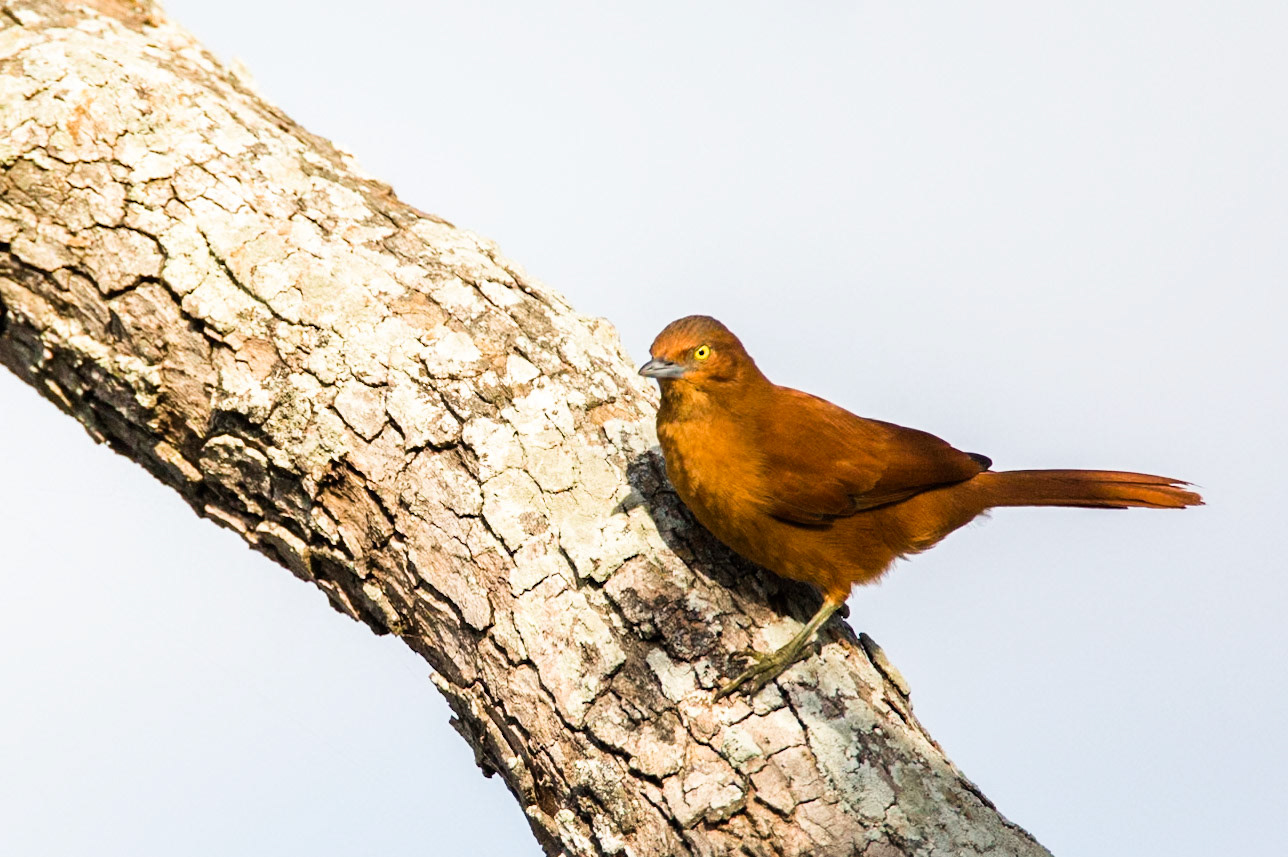 Grey-crested cacholote, Pousada Piuval, Pantanal, Brazil