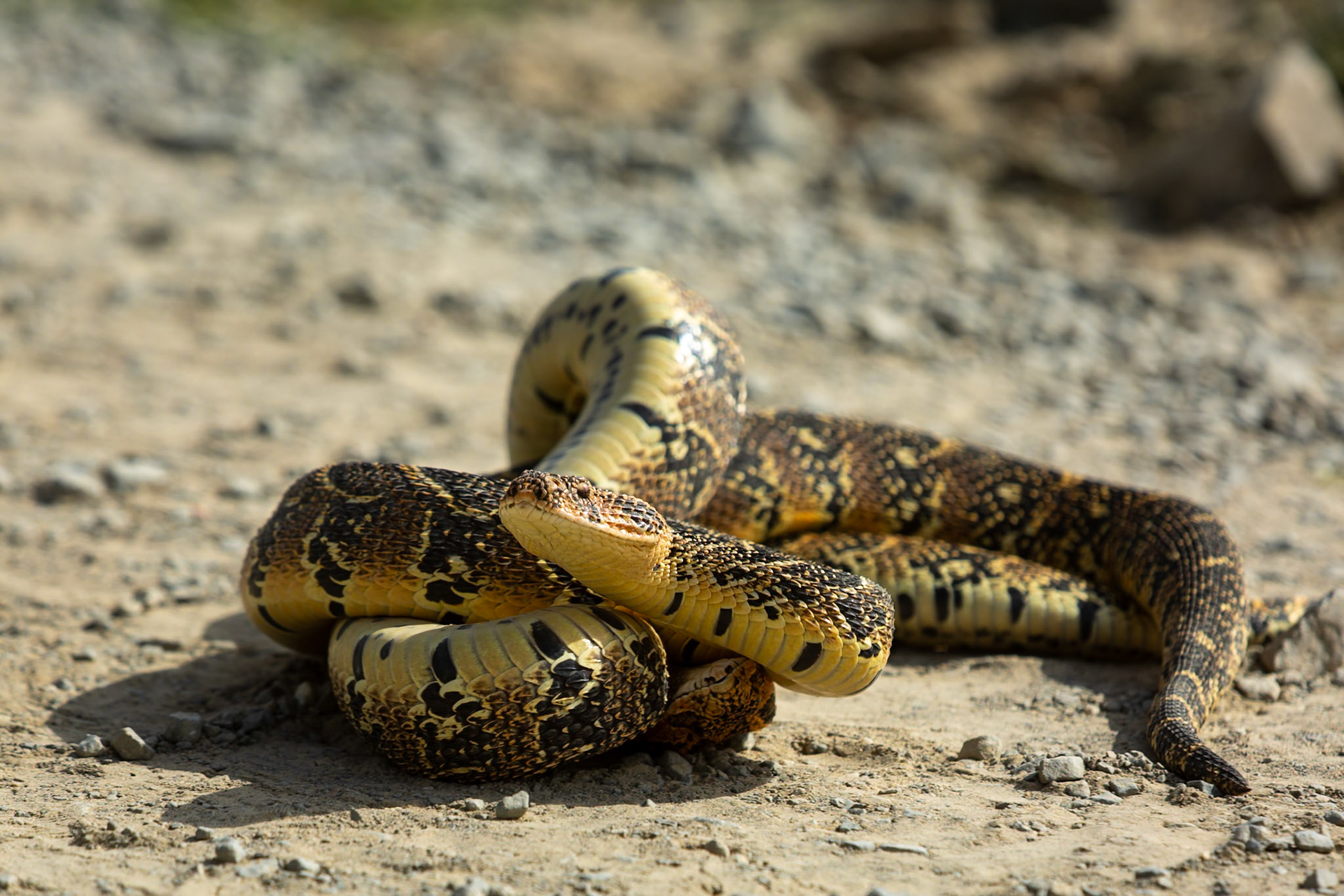 Two male puff adders fighting for mating rights (a test of strength), Koppie Alleen, De Hoop
