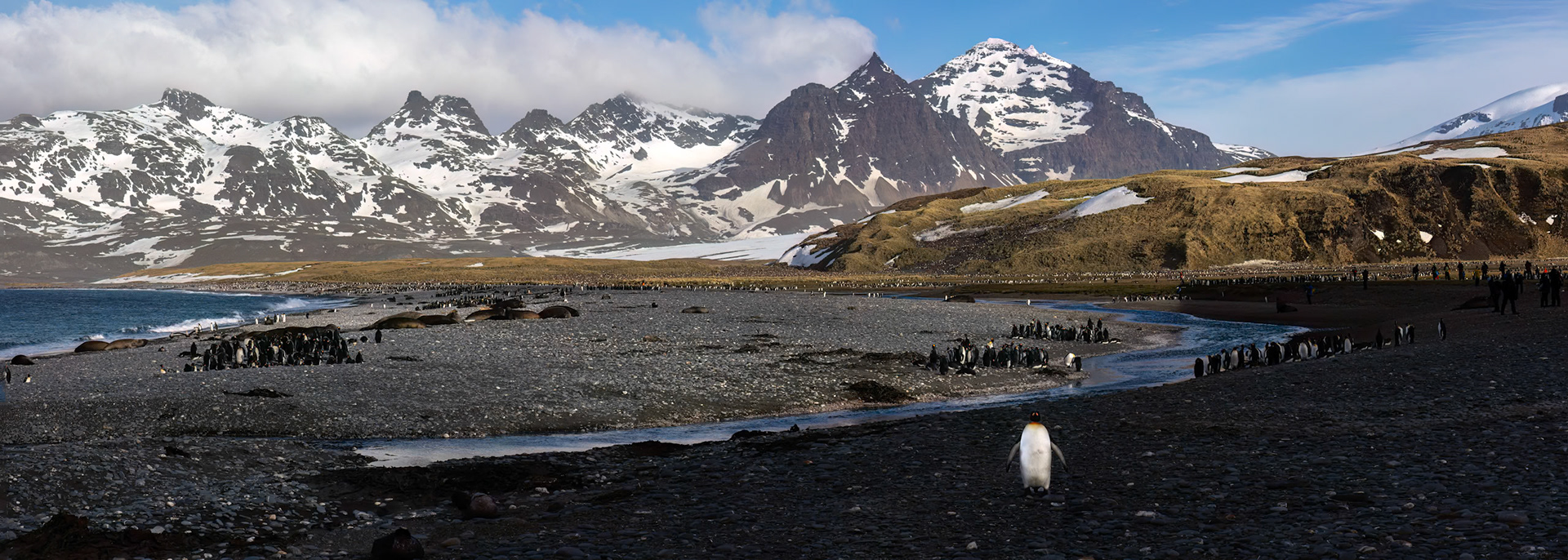 King penguin, Salisbury Plains, South Georgia