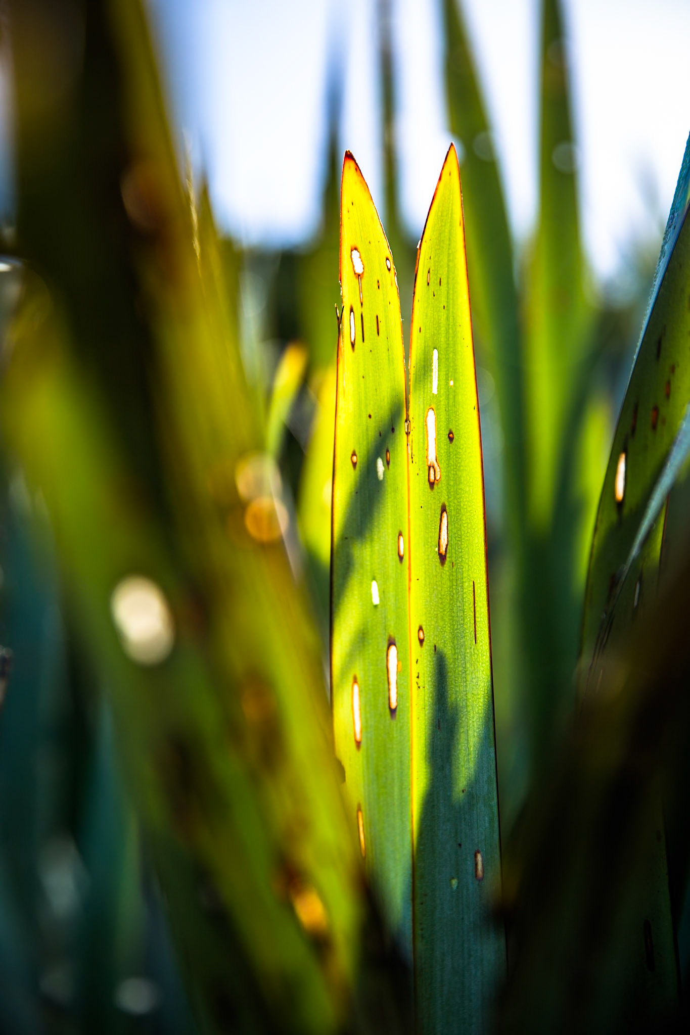 Hollyford Track, Martin's Bay, New Zealand