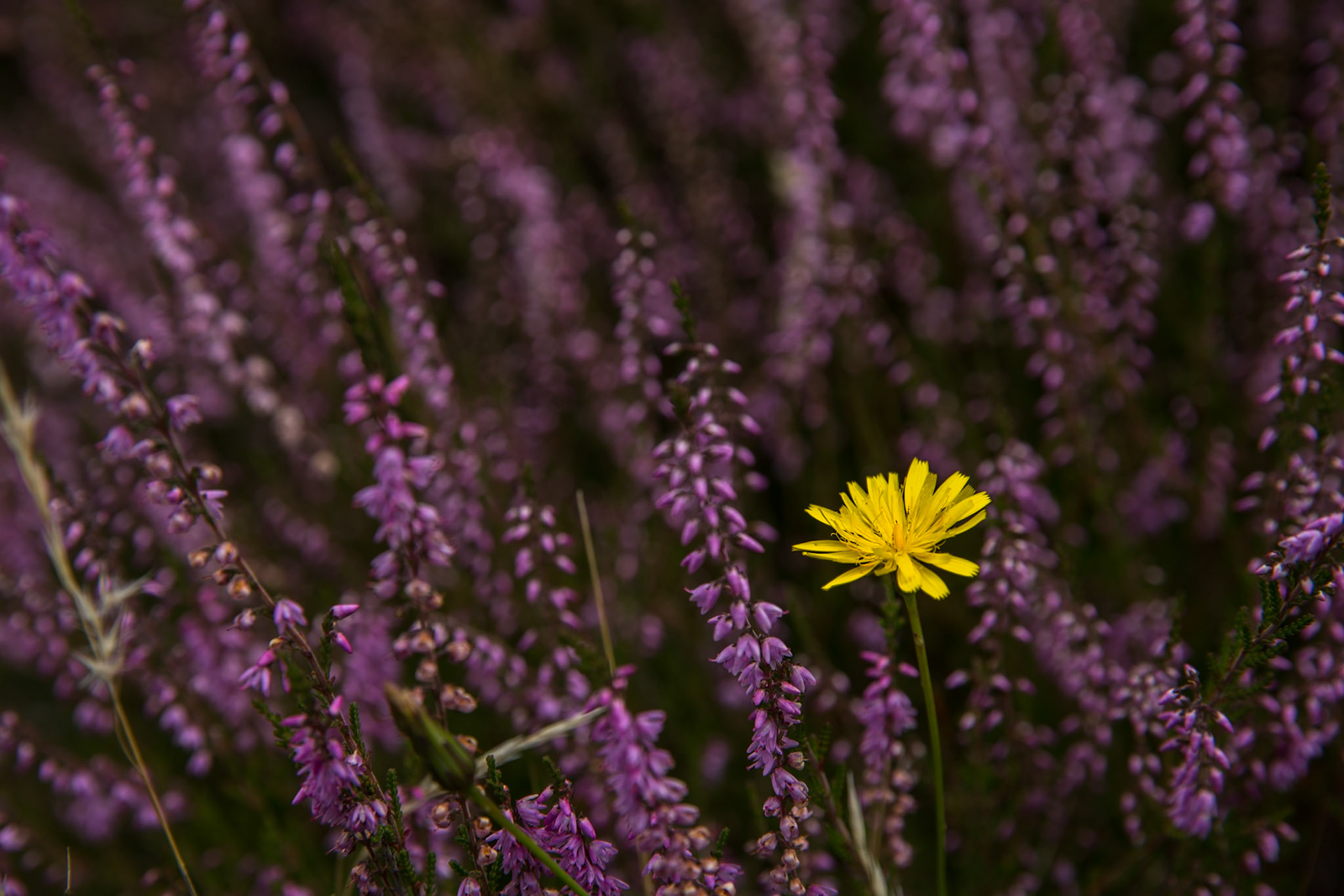Waihohonu to Whakapapa village, Tongariro, New Zealand