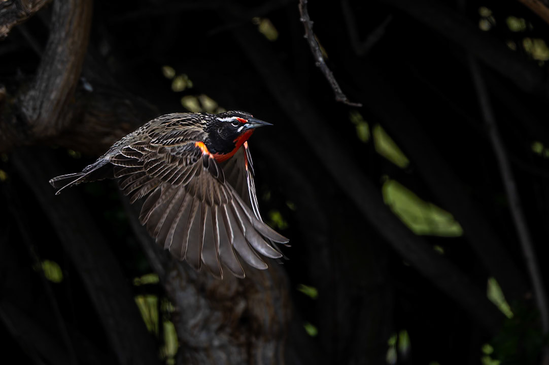Long-tailed meadowlark, Eolo, El Calefate, Patagonia, Argentina