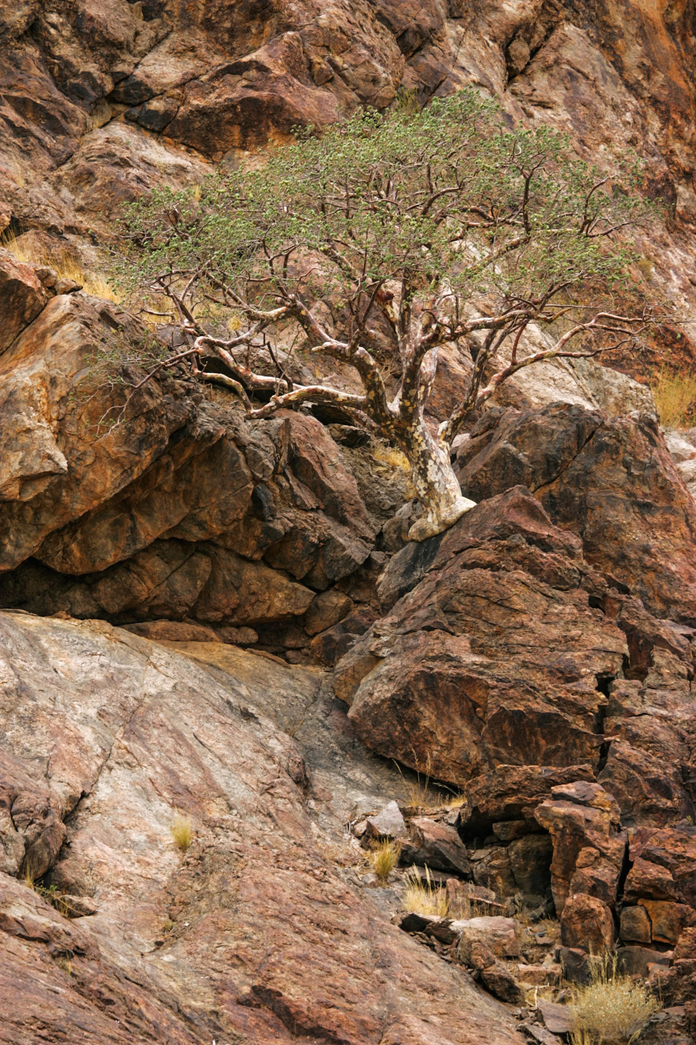 Swakopmund to Rhino Camp in Damaraland