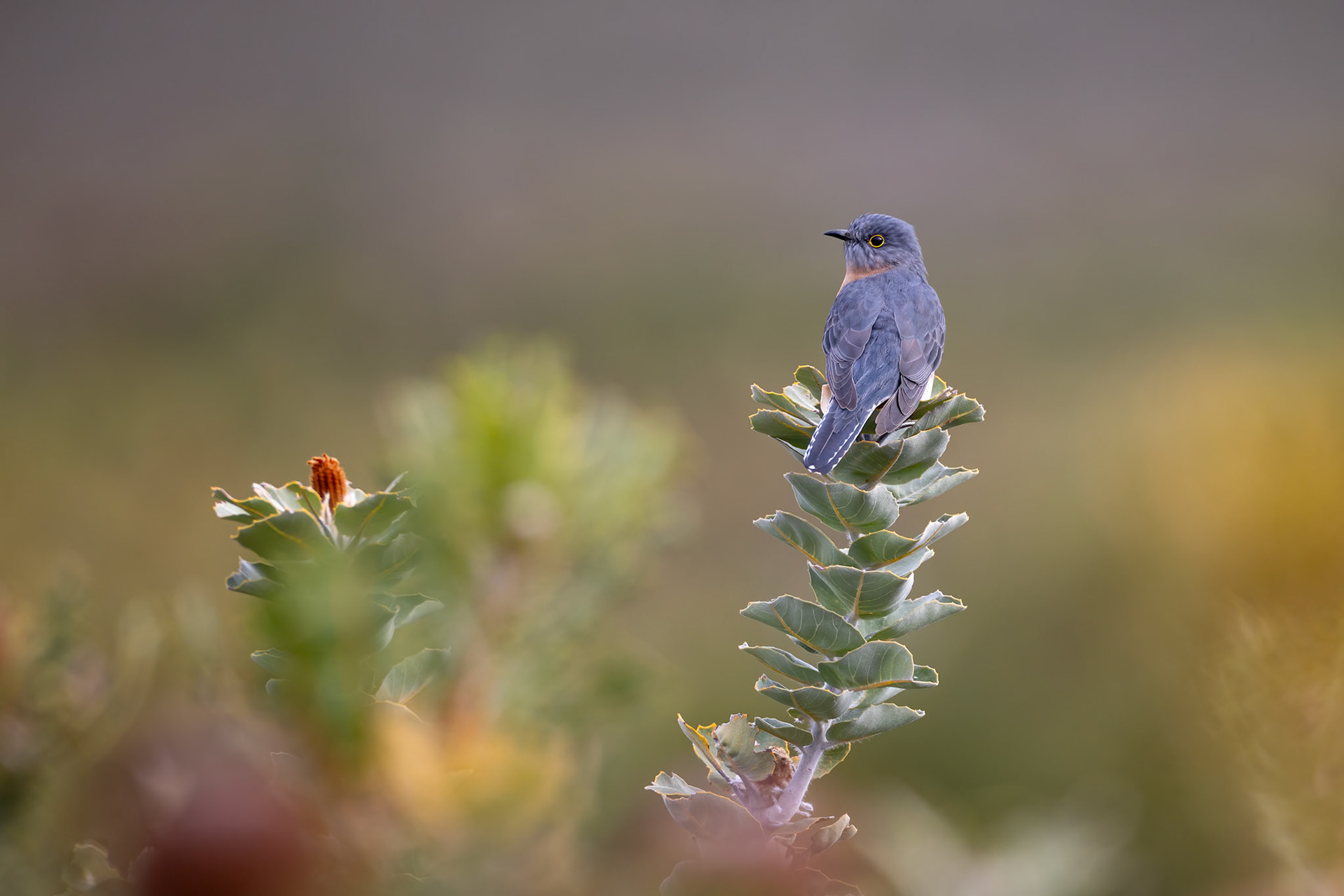 Fan-tailed cuckoo, Cheynes Beach, West Australia