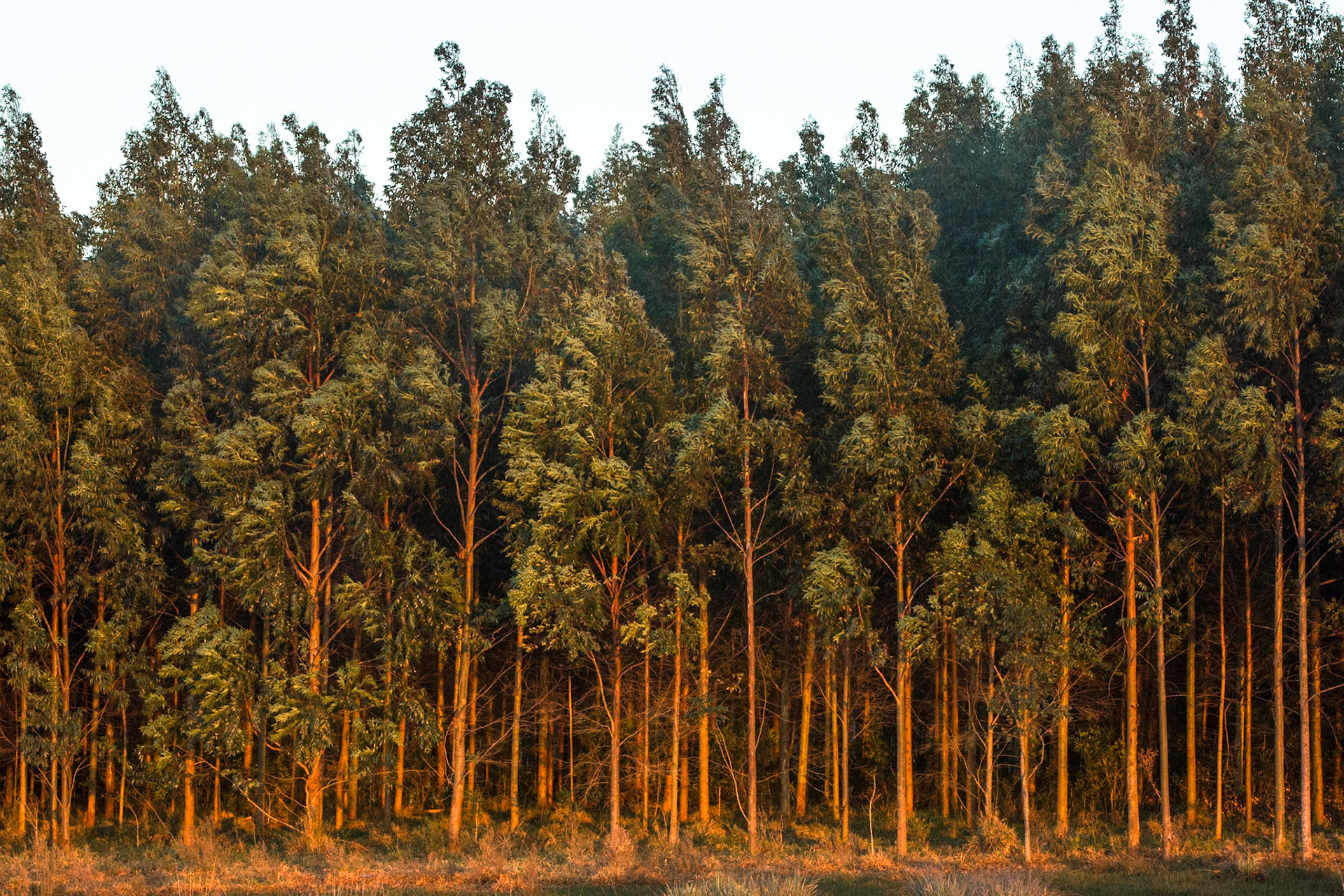 Puerto Valle Esteros, Ibera wetlands, Corrientes, Argentina