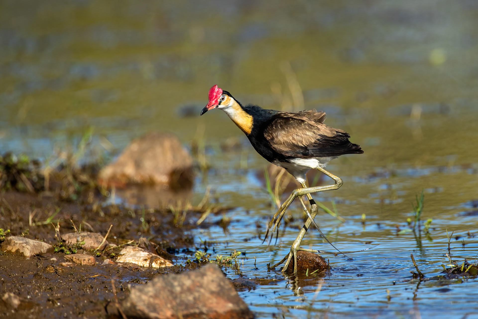 Comb-crested jacana, Lake Moondarra, Mount Isa, Queensland, Australia