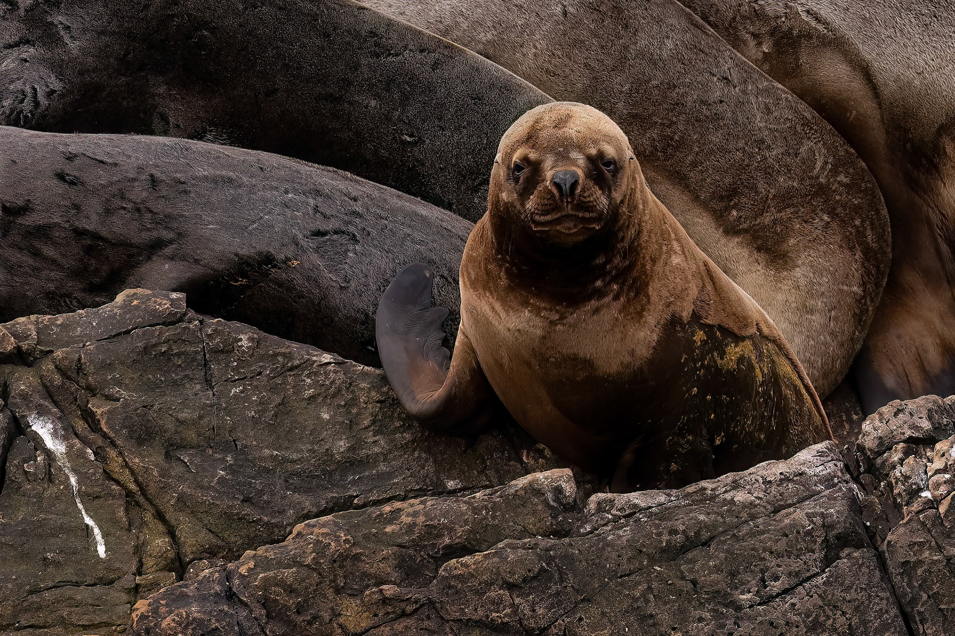Fur seal, Pebble Island, Falkland Islands