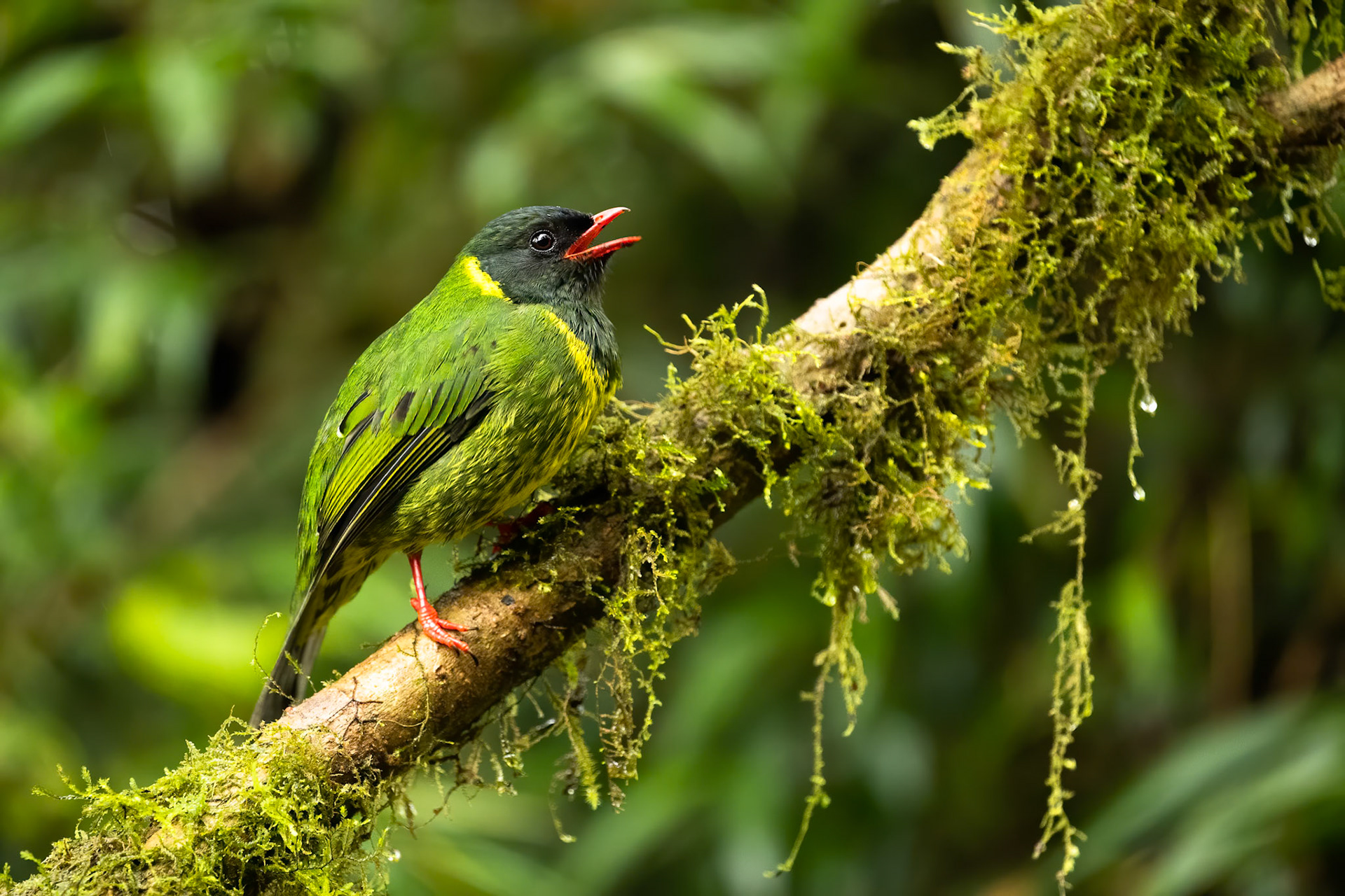 Green-and-black fruiteater, Rio Blanco, Colombia