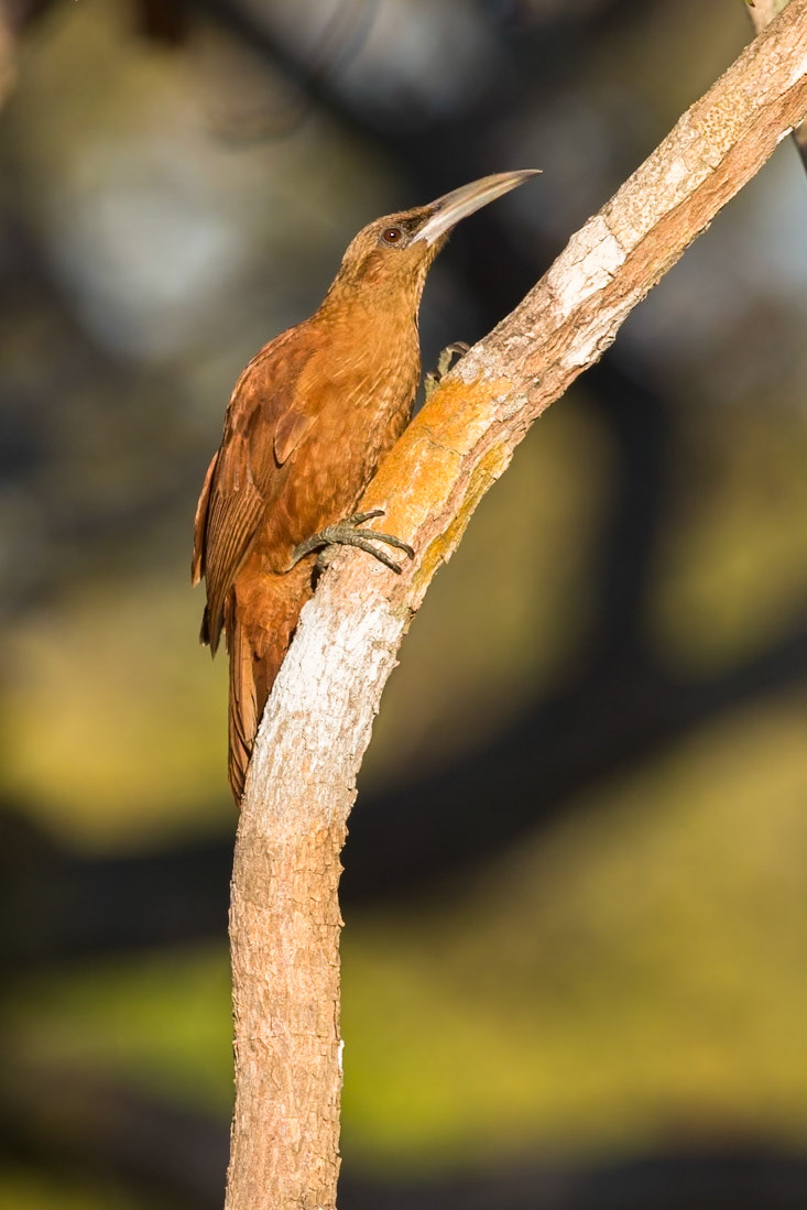 Great rufous woodcreeper, Pousada Piuval, Pantanal, Brazil