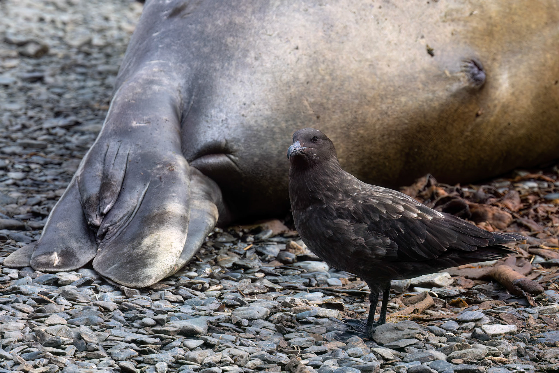 Brown skua, Rightwhale Bay, South Georgia