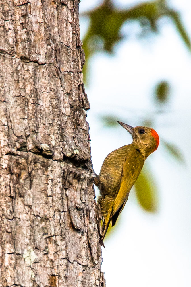 Little woodpecker, Pousada Piuval, Pantanal, Brazil