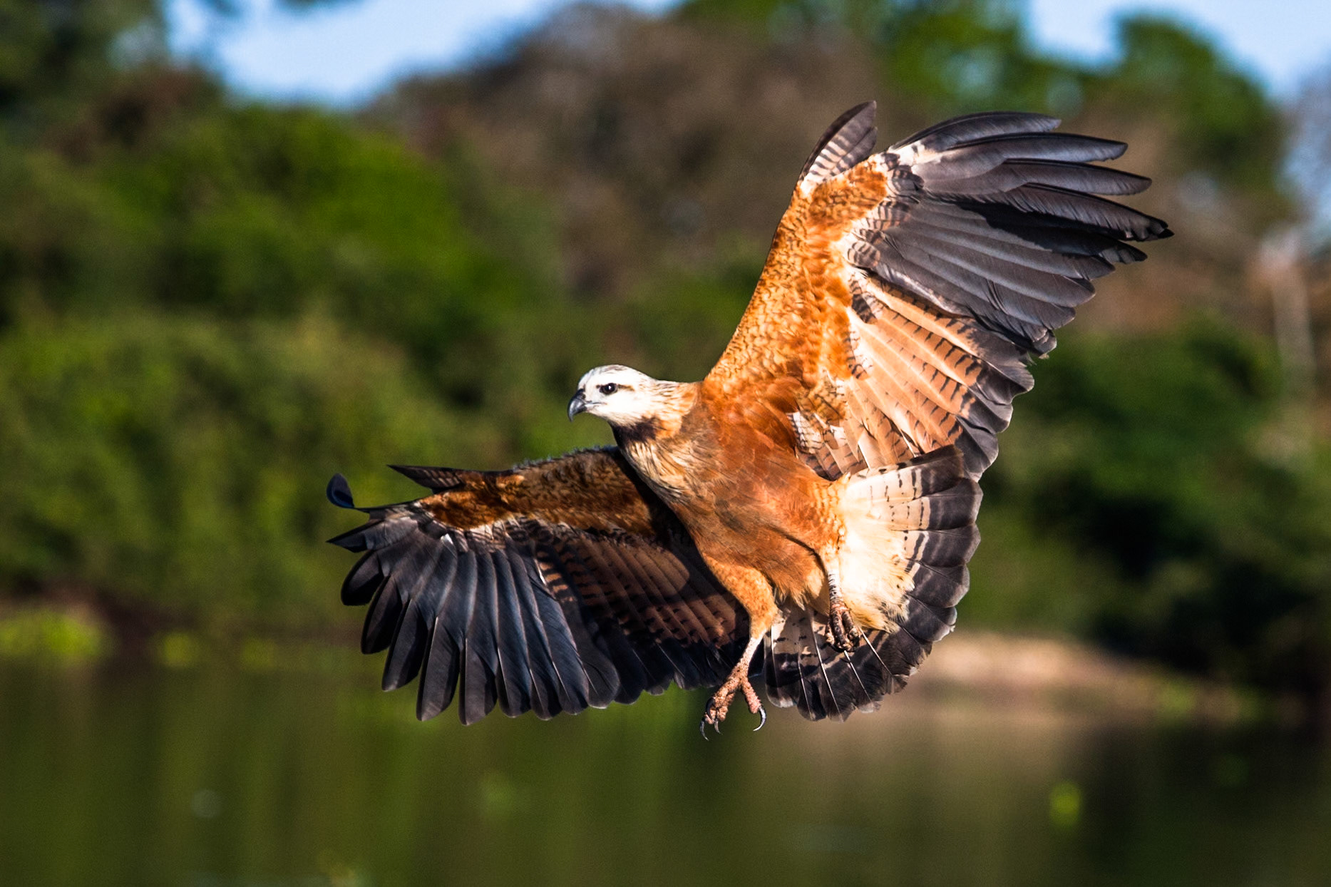 Black-collared hawk, Mato grosso, Pantanal, Brazil