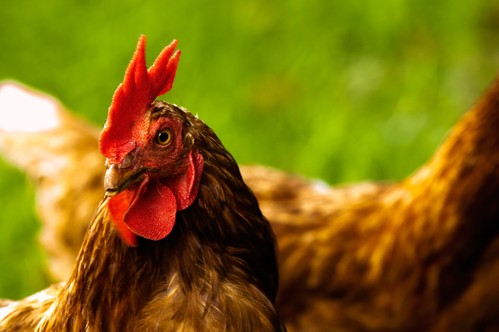 Lord Howe Island, New South Wales, Australia