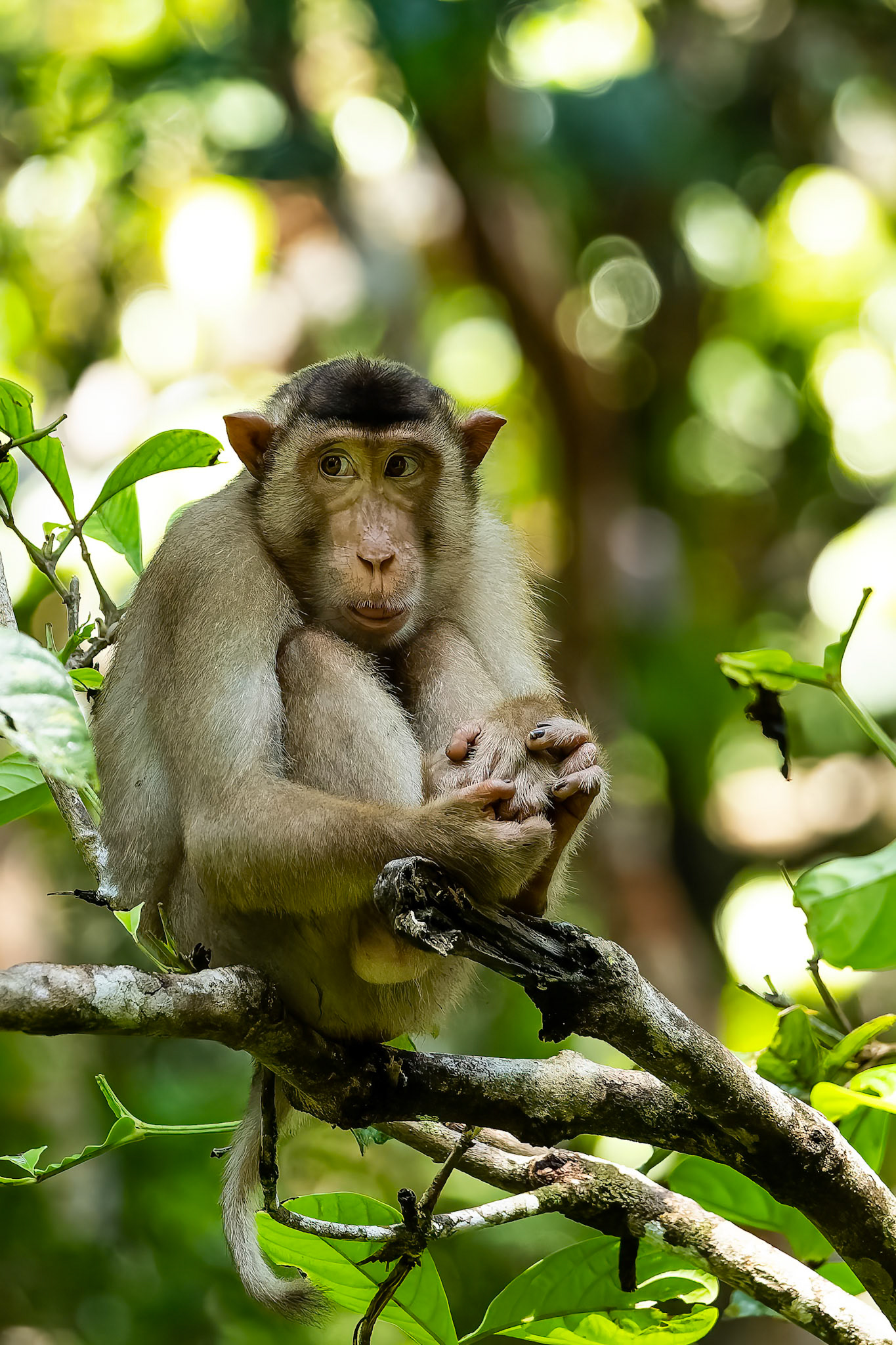 Pig-tail macaque, Sepilok, Borneo