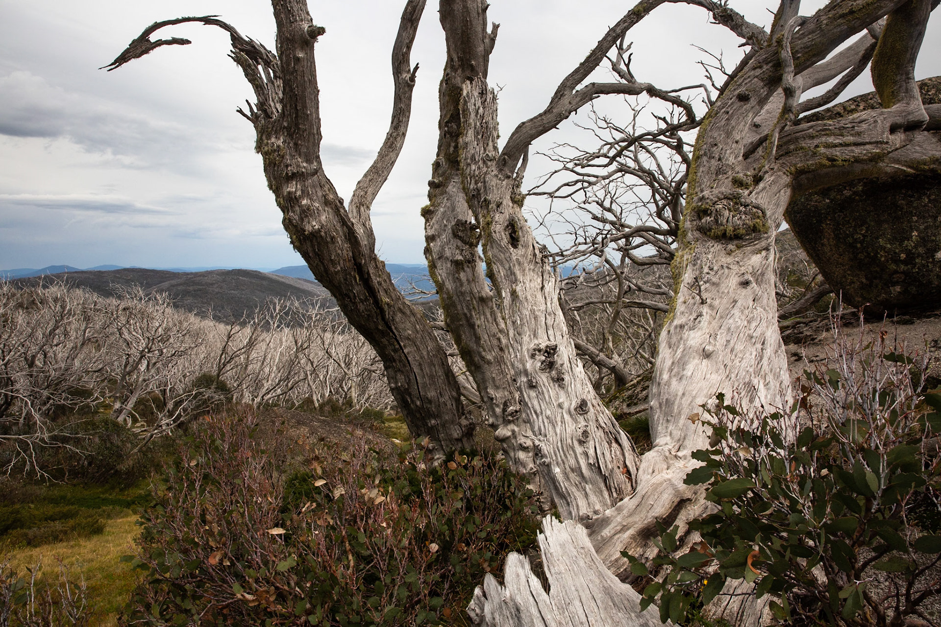 Thredbo to the cablecar and return, Mount Kosciuszko National Park, Snowy Mountains, New South Wales