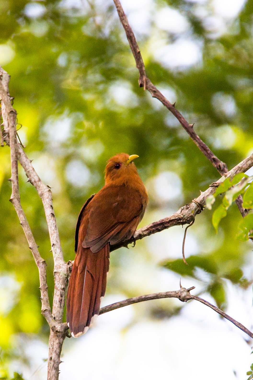 Little cuckoo, Porto Jofre, Pantanal, Brazil