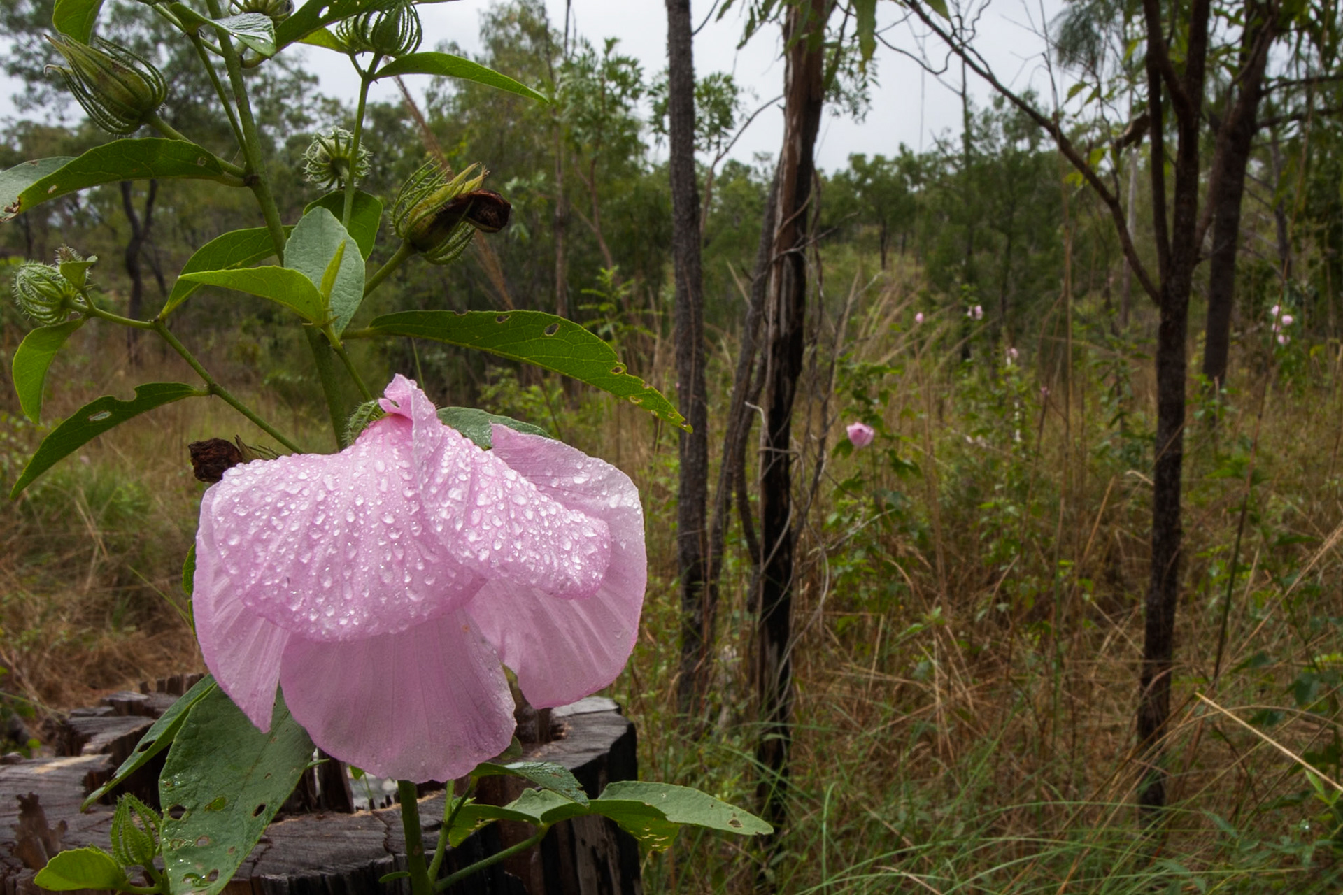 Raindrops on wild Hibiscus flowers, Litchfield