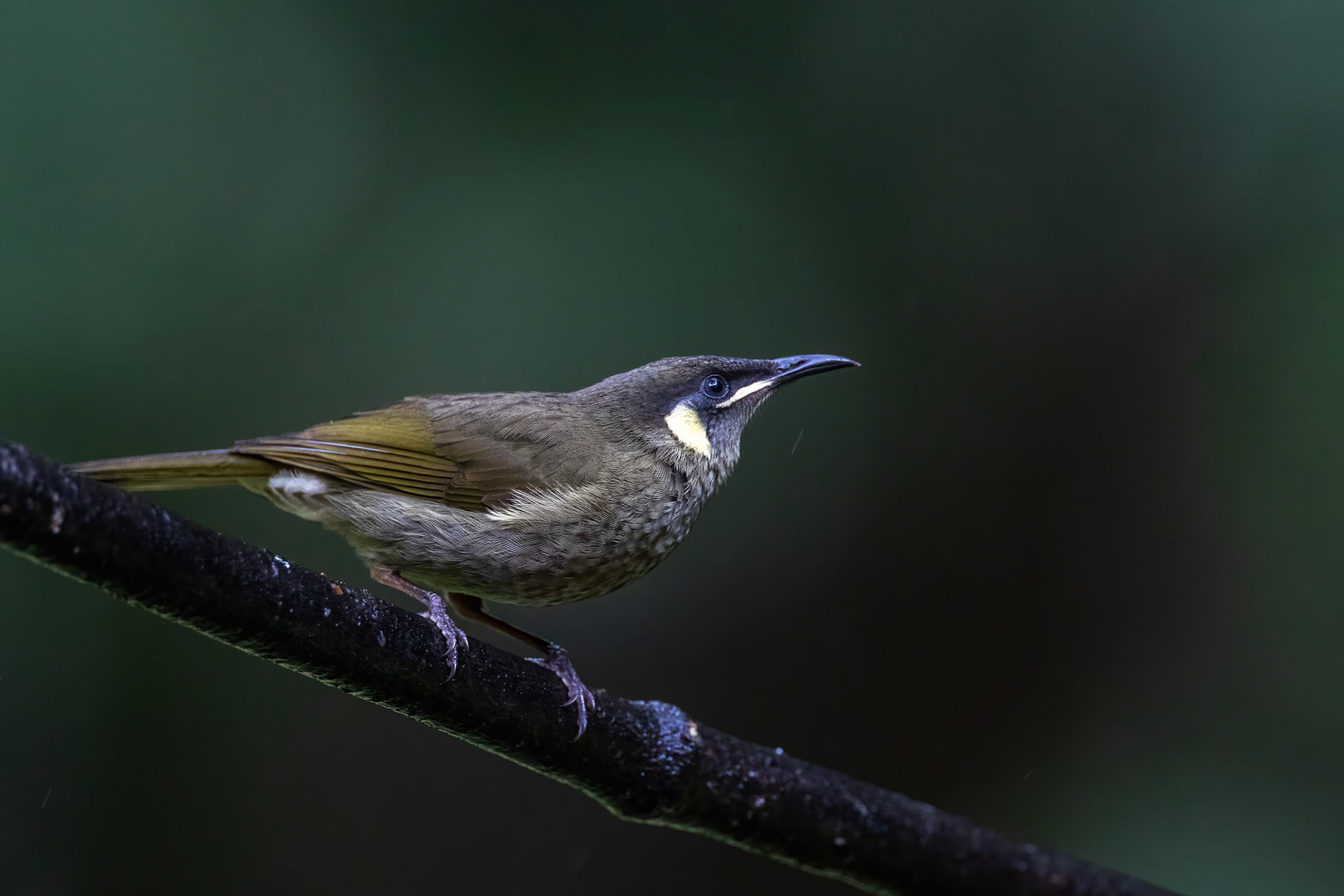 Lewin's honeyeater, Lake Eacham, Queensland, Australia