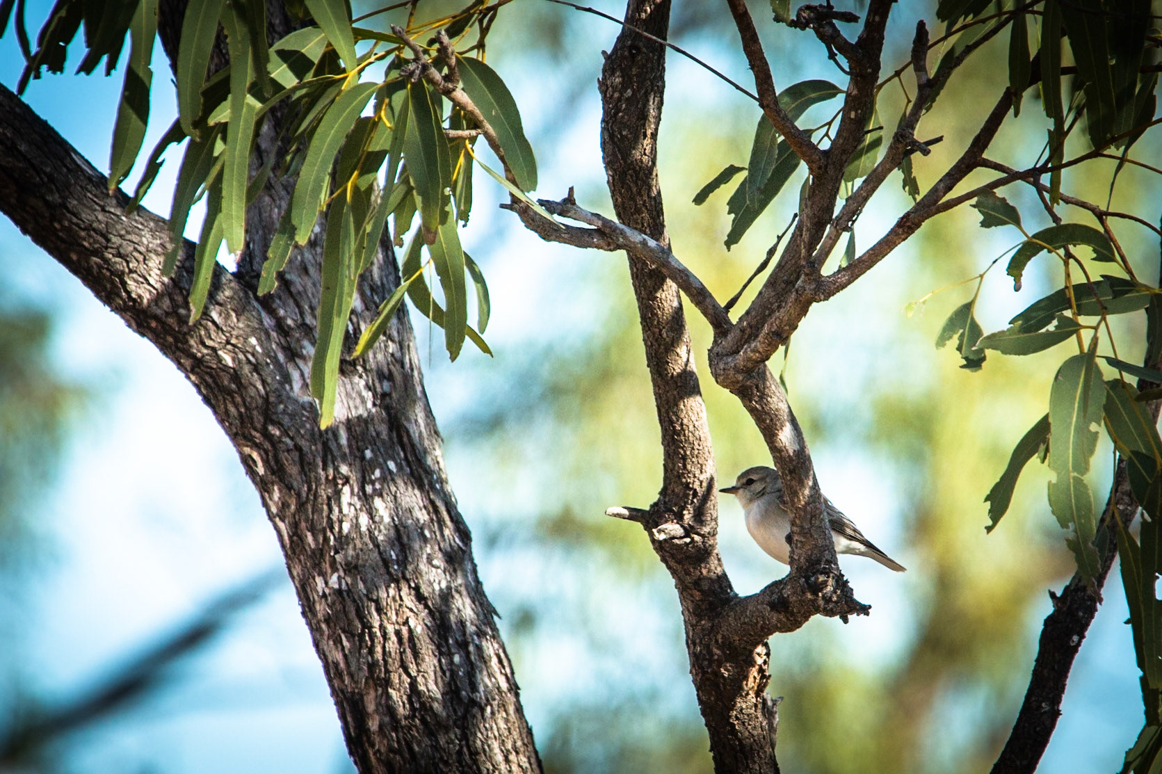 Jacky Winter, Broome, West Australia
