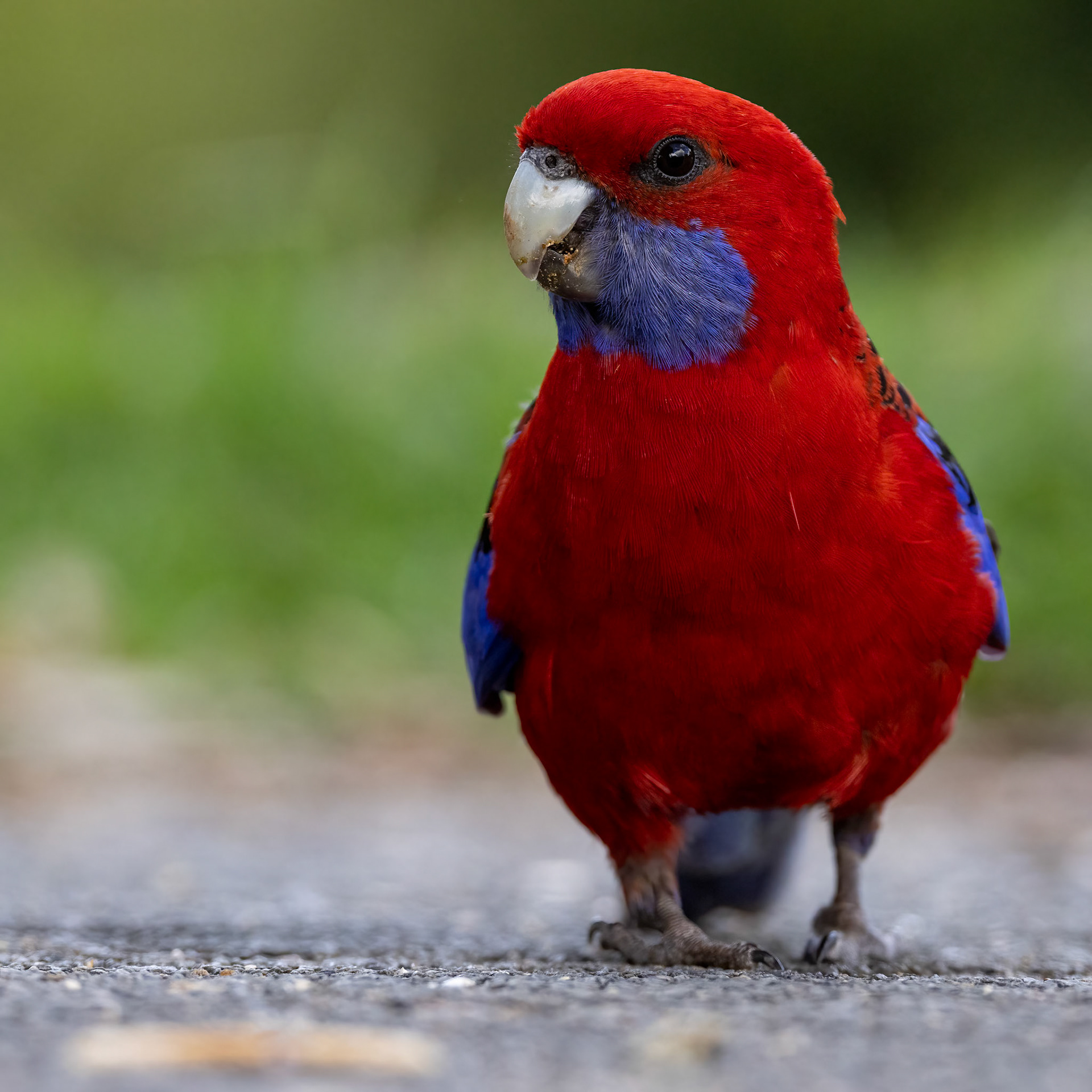 Crimson rosella, O'Reilly's Rainforest Retreat, Lamington National Park, Queensland, Australia
