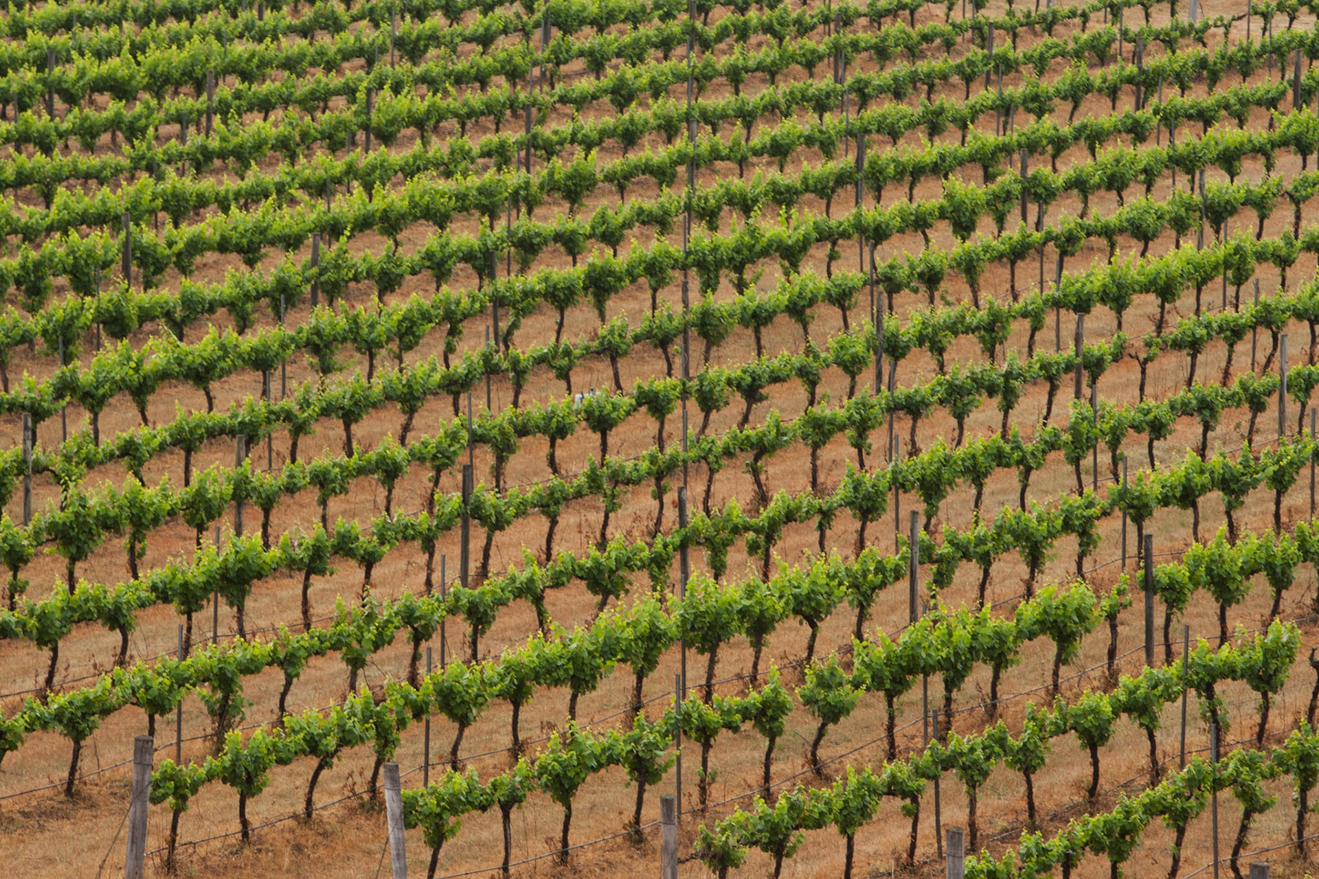 Hot air balloon ride in the Hunter Valley, New South Wales.