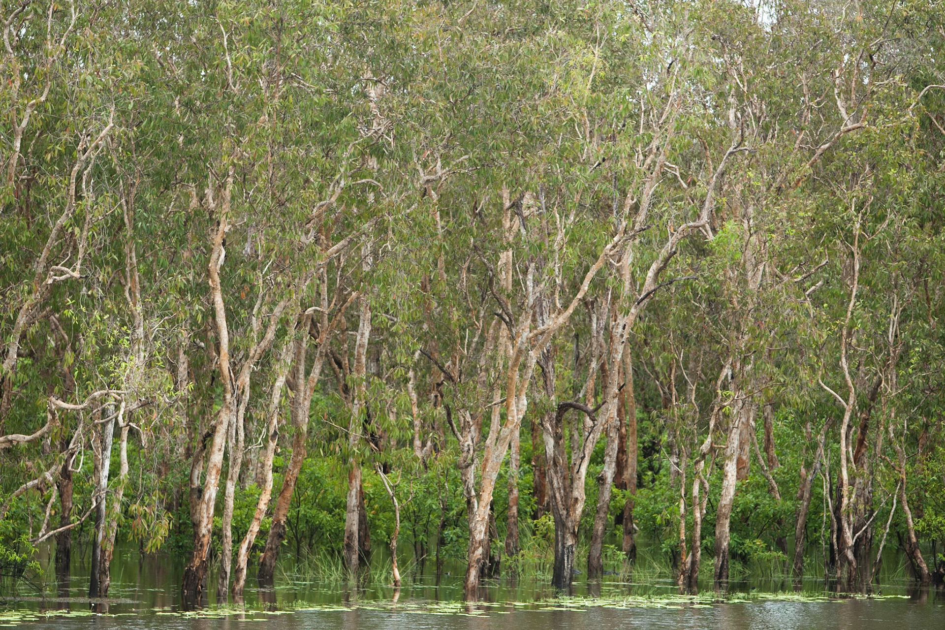 Trees en route from Kakadu to Litchfield, Northern Territory