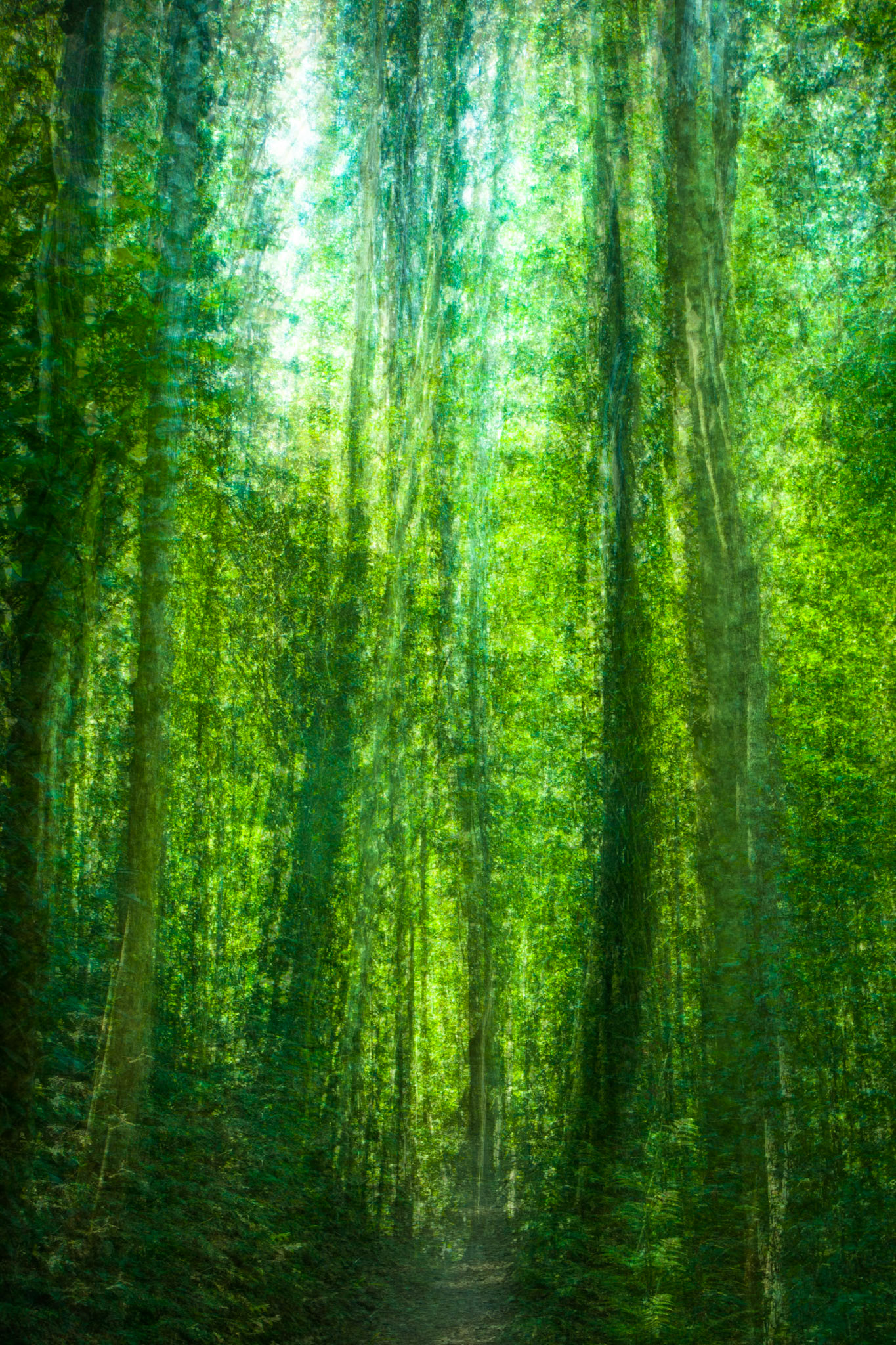 Lamington National Park, Queensland