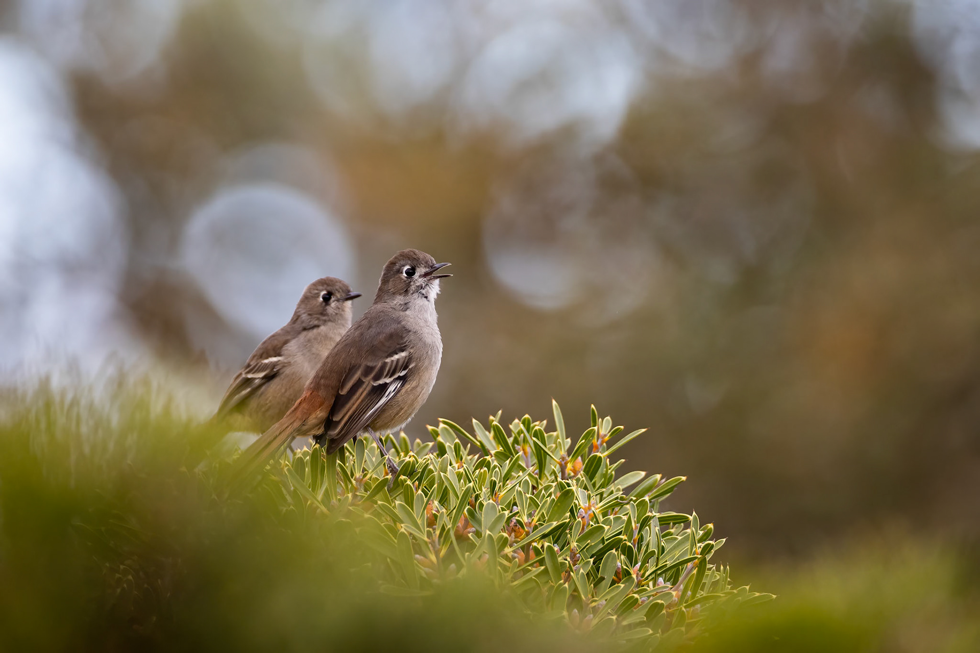 Southern scrub-robin, Stirling Ranges, West Australia