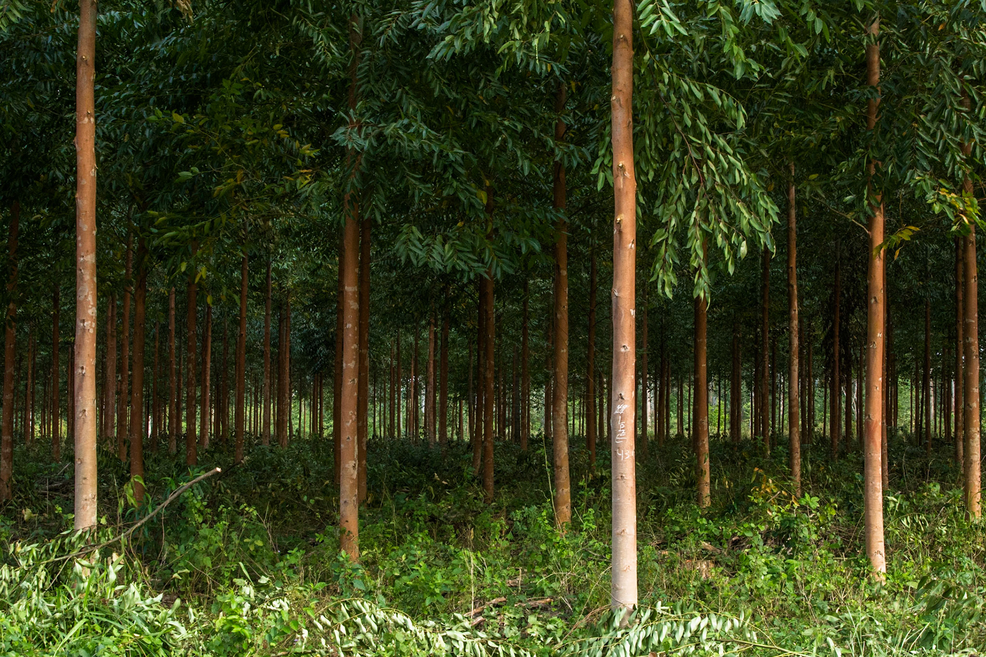 Puerto Valle Esteros, Ibera wetlands, Corrientes, Argentina