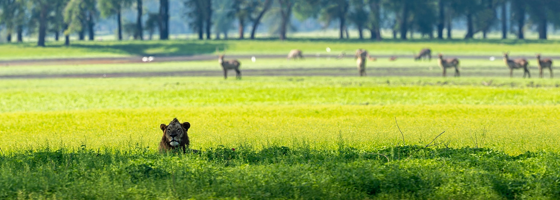 Lion, Gorongosa, Mozambique