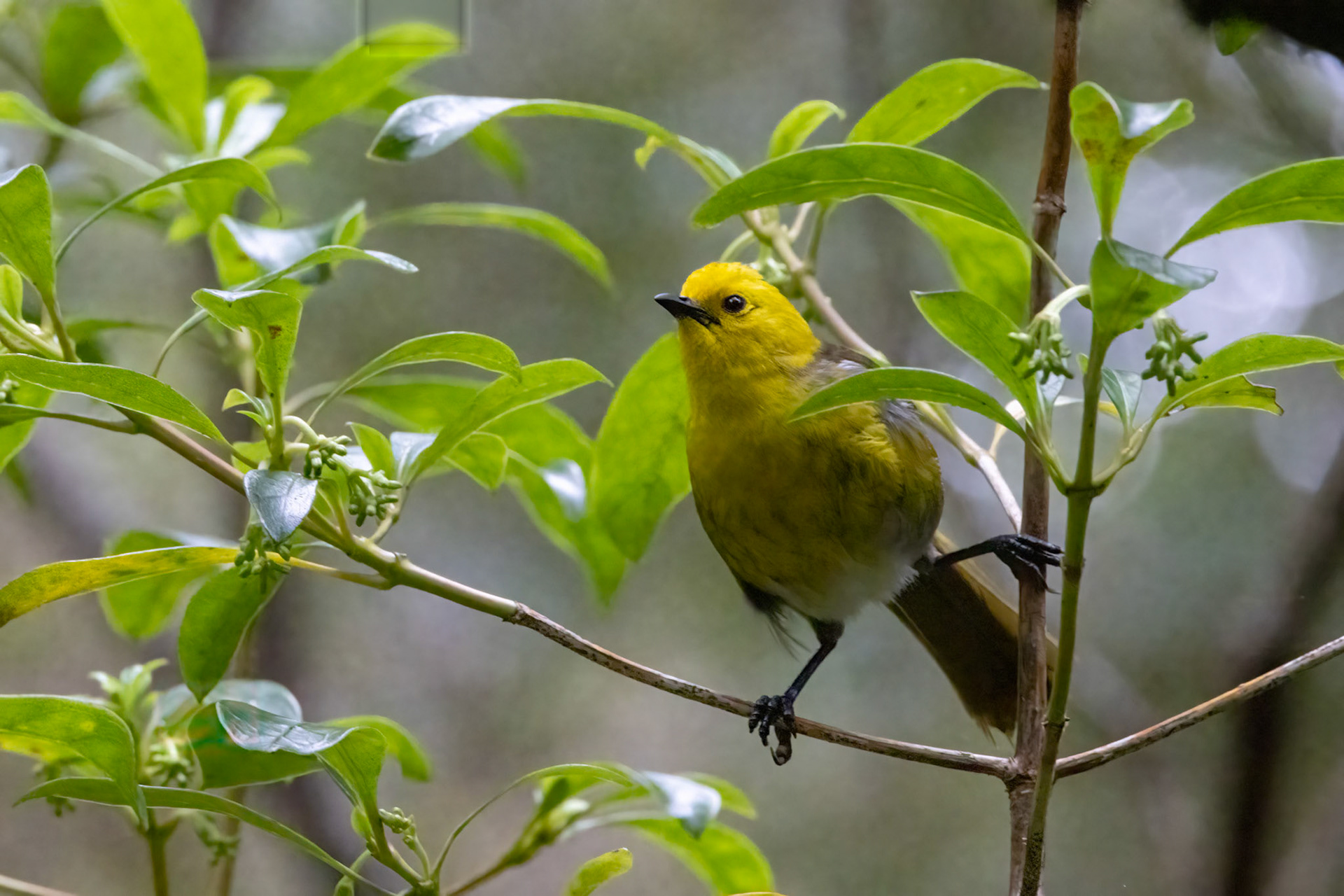 Yellowhead, Ulva Island, New Zealand