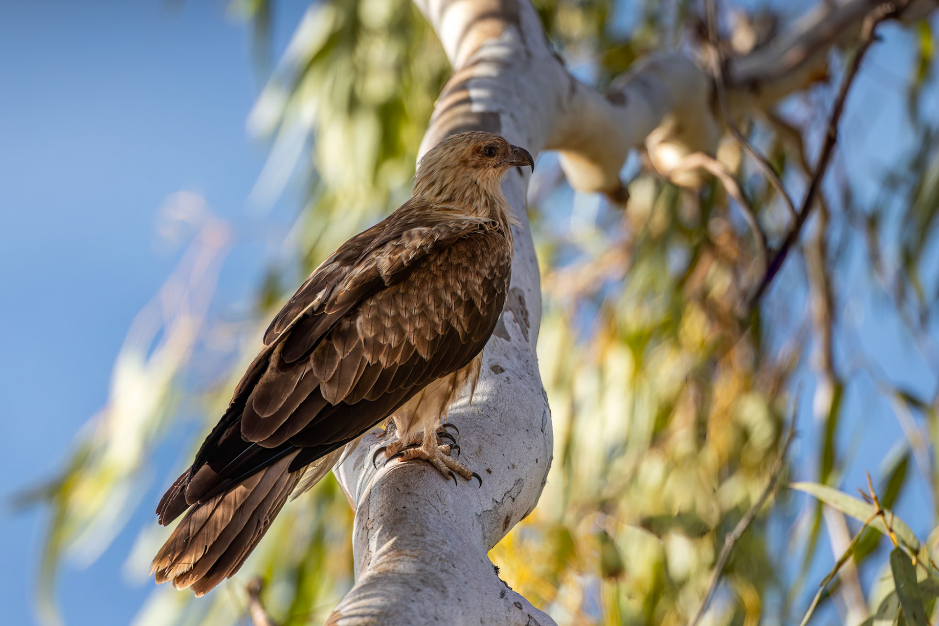 Whistling kite, Mt Isa, Queensland, Australia