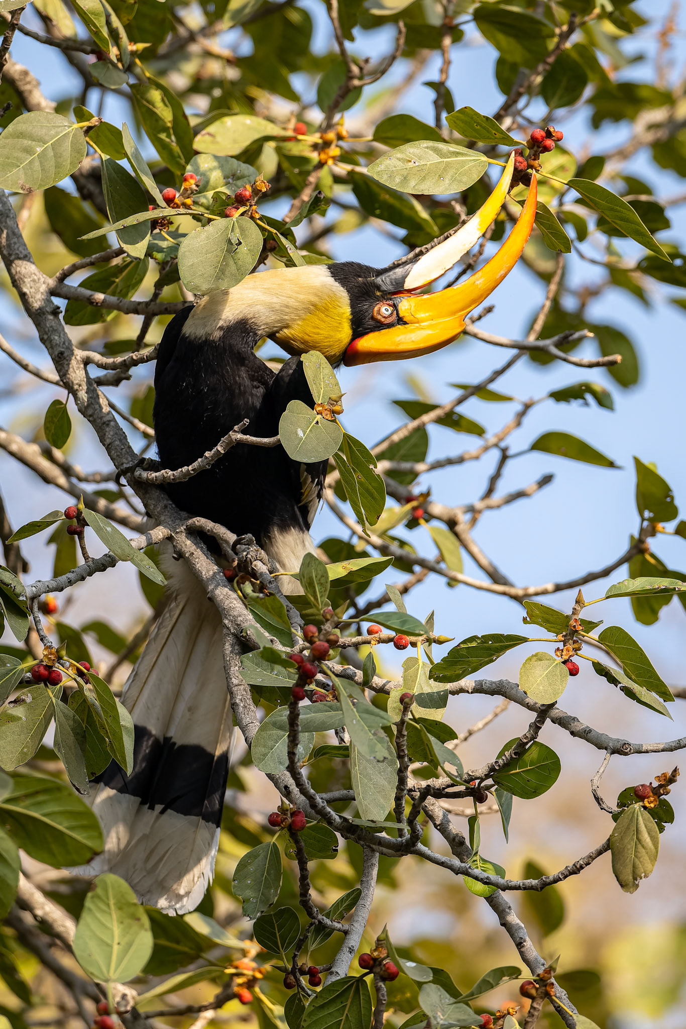 Great hornbill,, Corbett Tiger Reserve, India