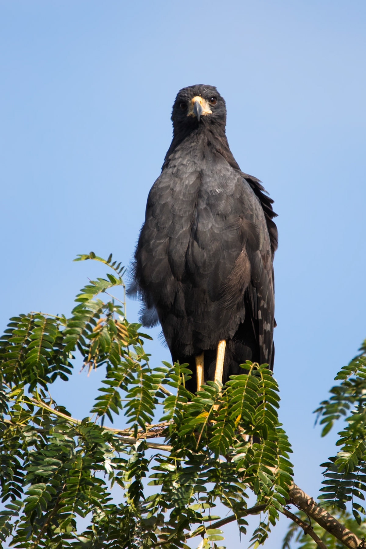 Great black hawk, Porto Jofre, Pantanal, Brazil