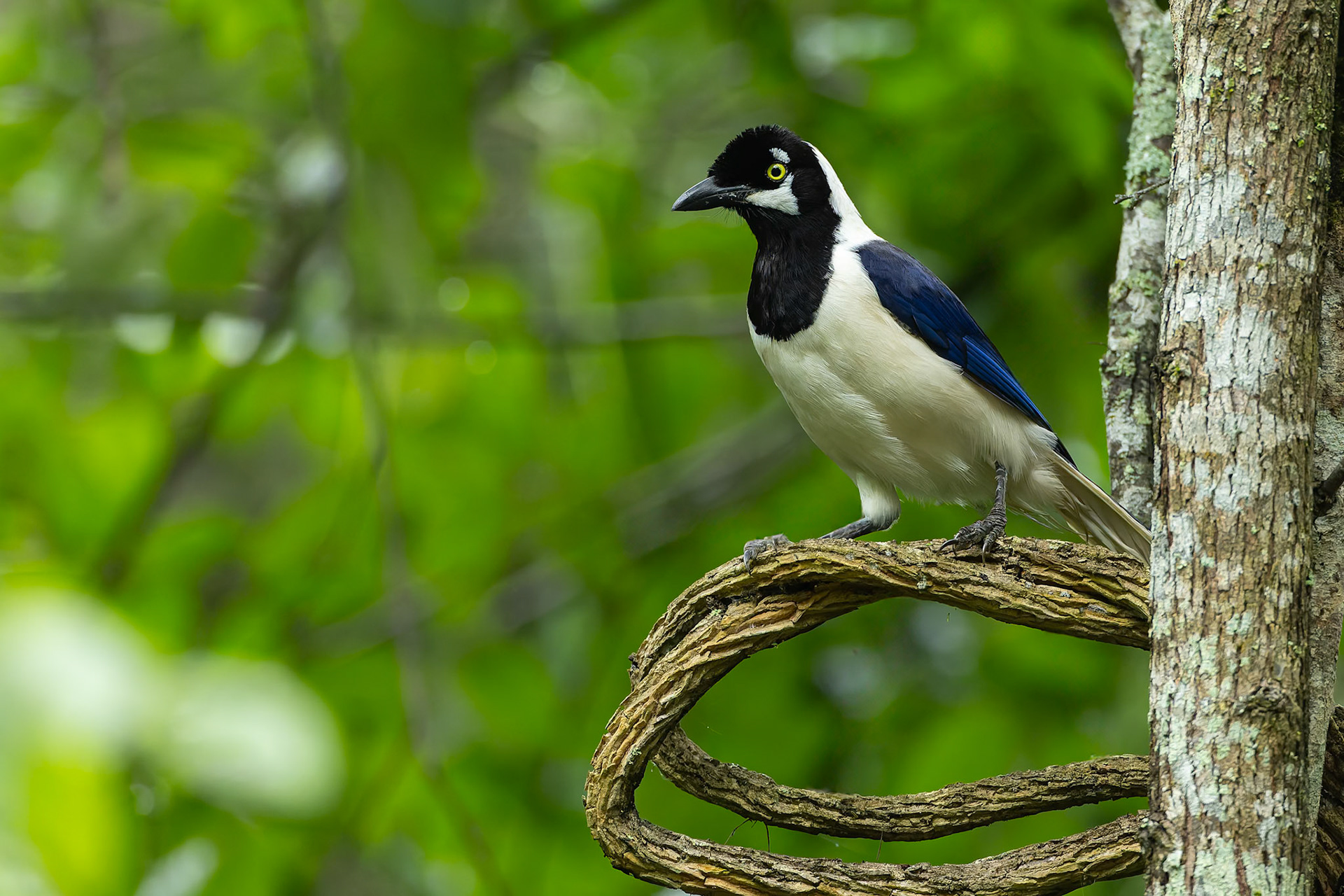 White-tailed jay, Urraca Lodge, Jorupe National Park, Ecuador