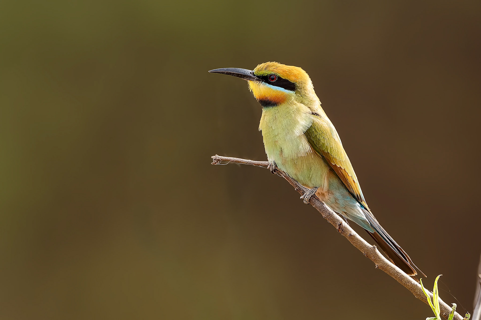Rainbow bee-eater, Round Hill Nature Reserve, Lake Cargelligo, NSW, Australia