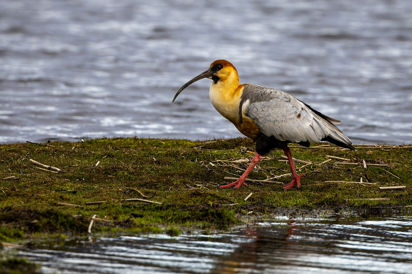 Black-faced ibis, Torres del Paine, Patagonia, Chilé