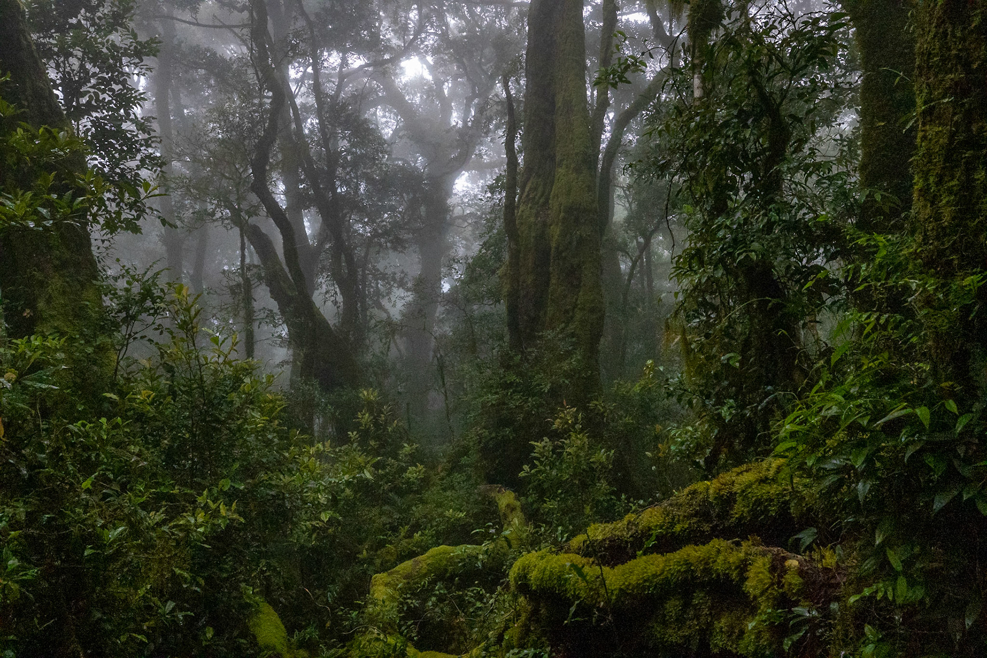O'Reilly's Rainforest Retreat, Lamington National Park, Queensland, Australia