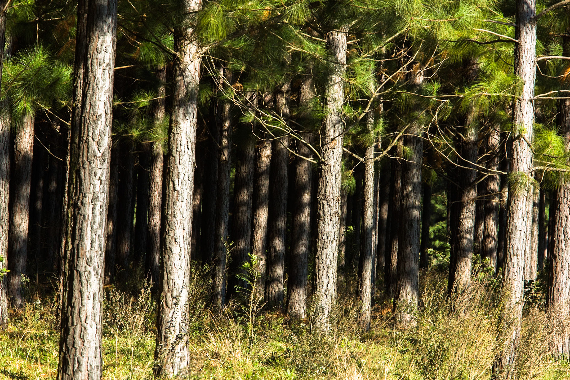 Puerto Valle Esteros, Ibera wetlands, Corrientes, Argentina